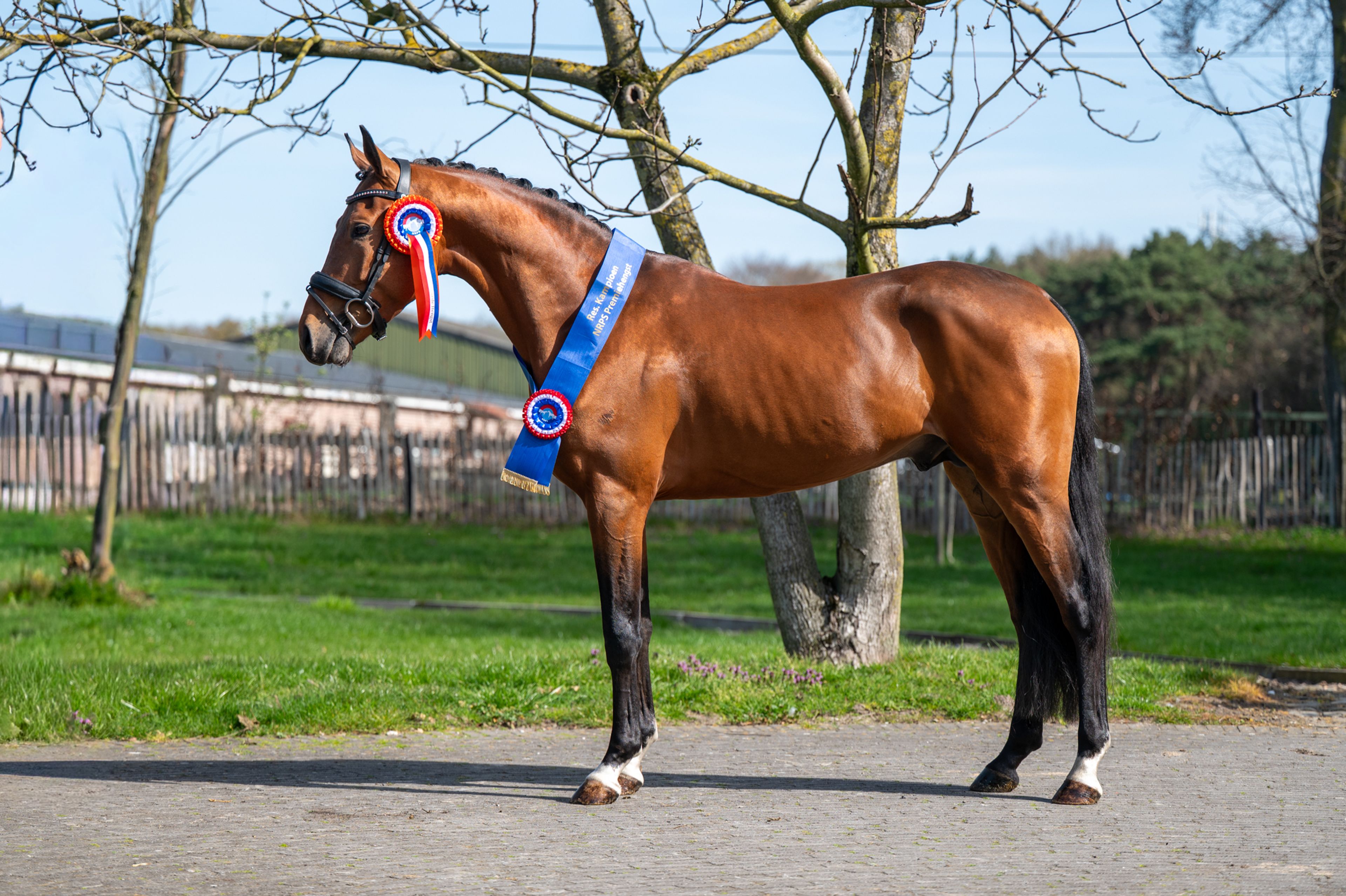 Knock Out van Equi Center (KASPER VAN EQUI CENTER x IRAKION) - Image 3