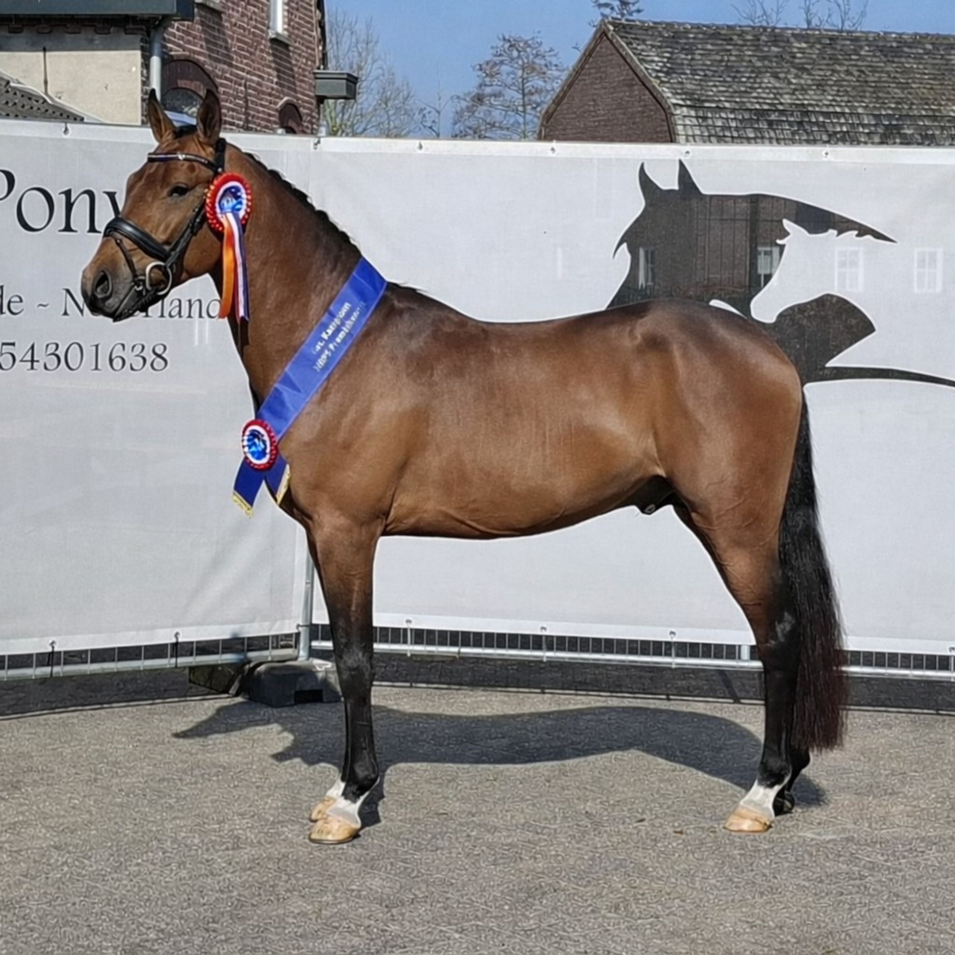 Knock Out van Equi Center (KASPER VAN EQUI CENTER x IRAKION) - Image 4