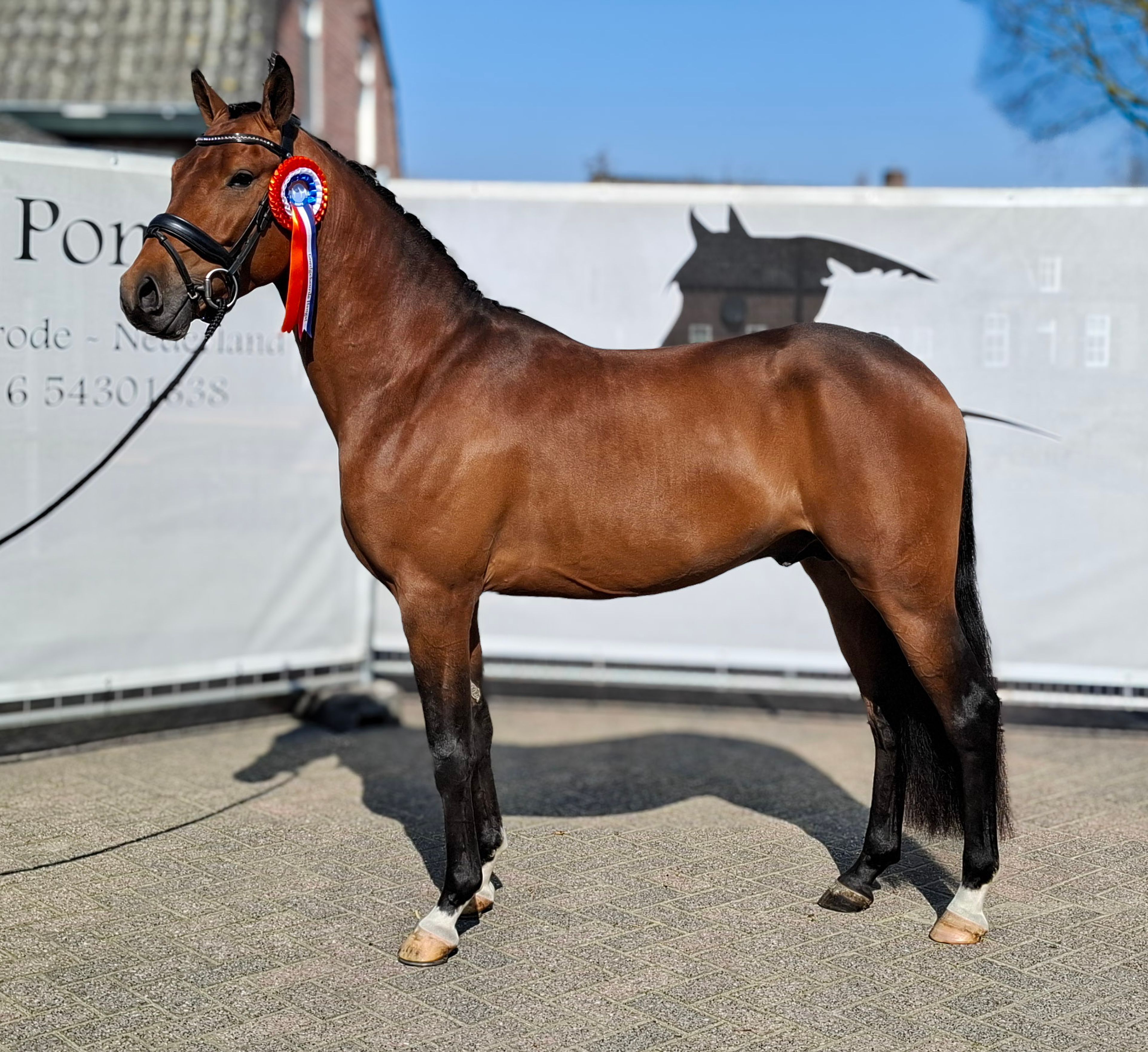 Knock Out van Equi Center (KASPER VAN EQUI CENTER x IRAKION) - Image 5