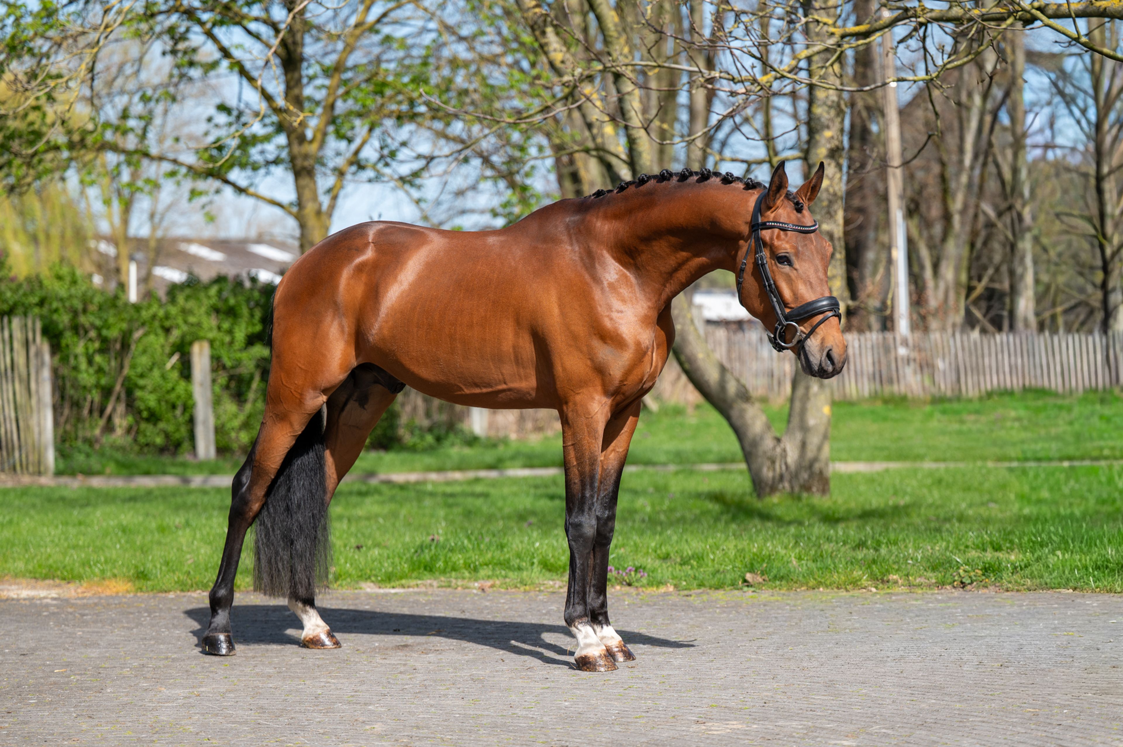 Knock Out van Equi Center (KASPER VAN EQUI CENTER x IRAKION) - Image 6