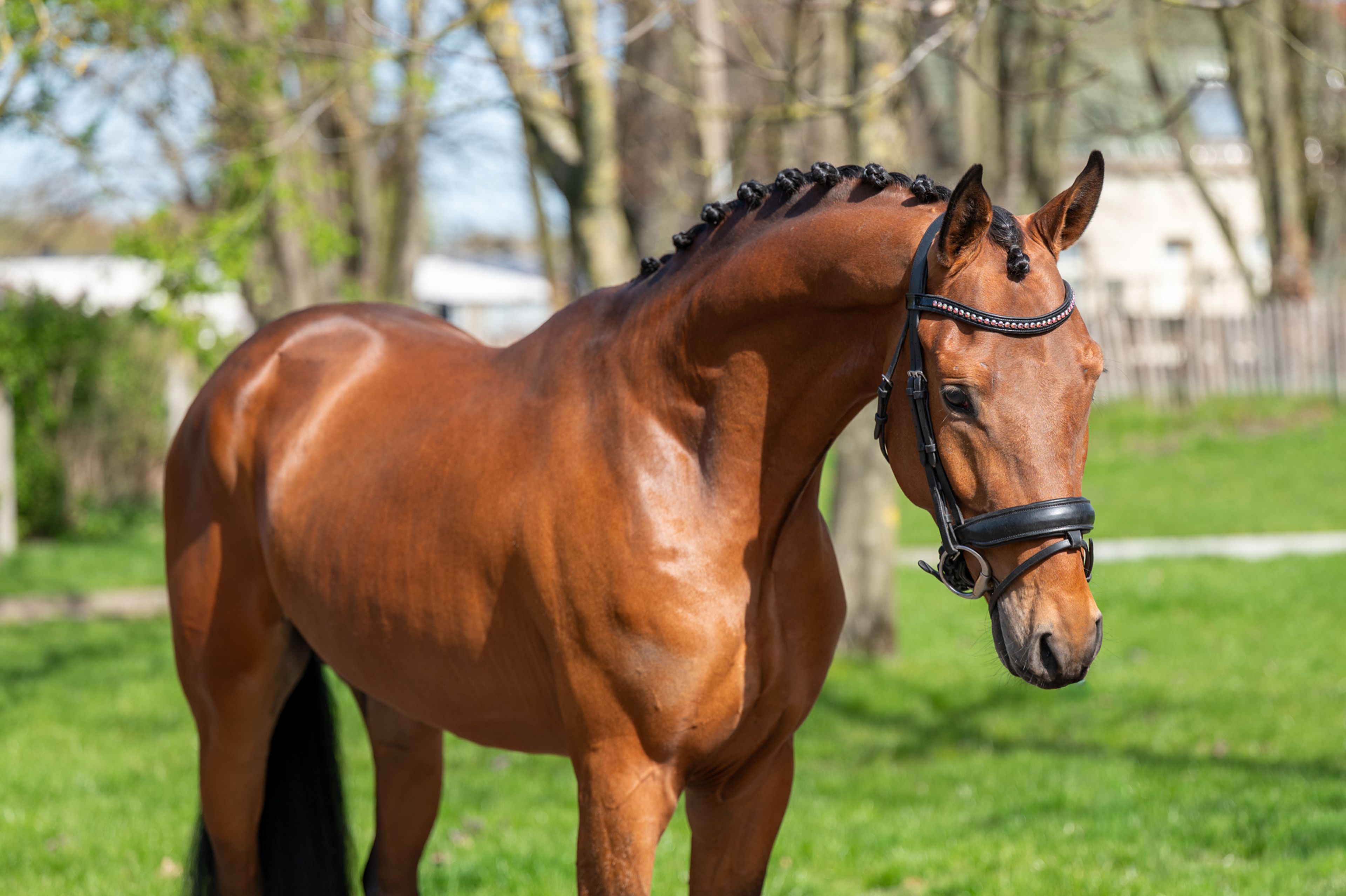 Knock Out van Equi Center (KASPER VAN EQUI CENTER x IRAKION) - Image 7