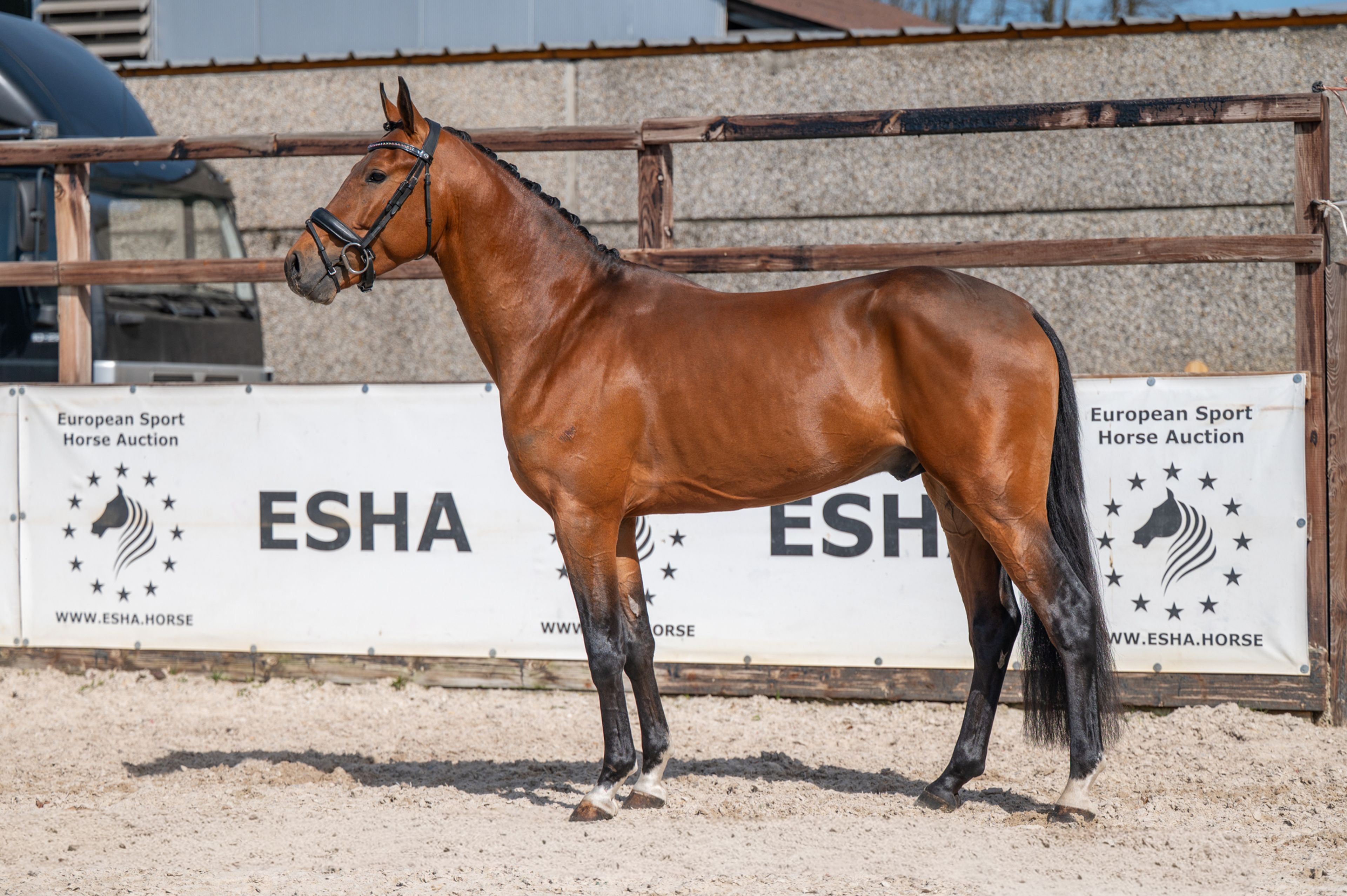 Knock Out van Equi Center (KASPER VAN EQUI CENTER x IRAKION) - Image 8