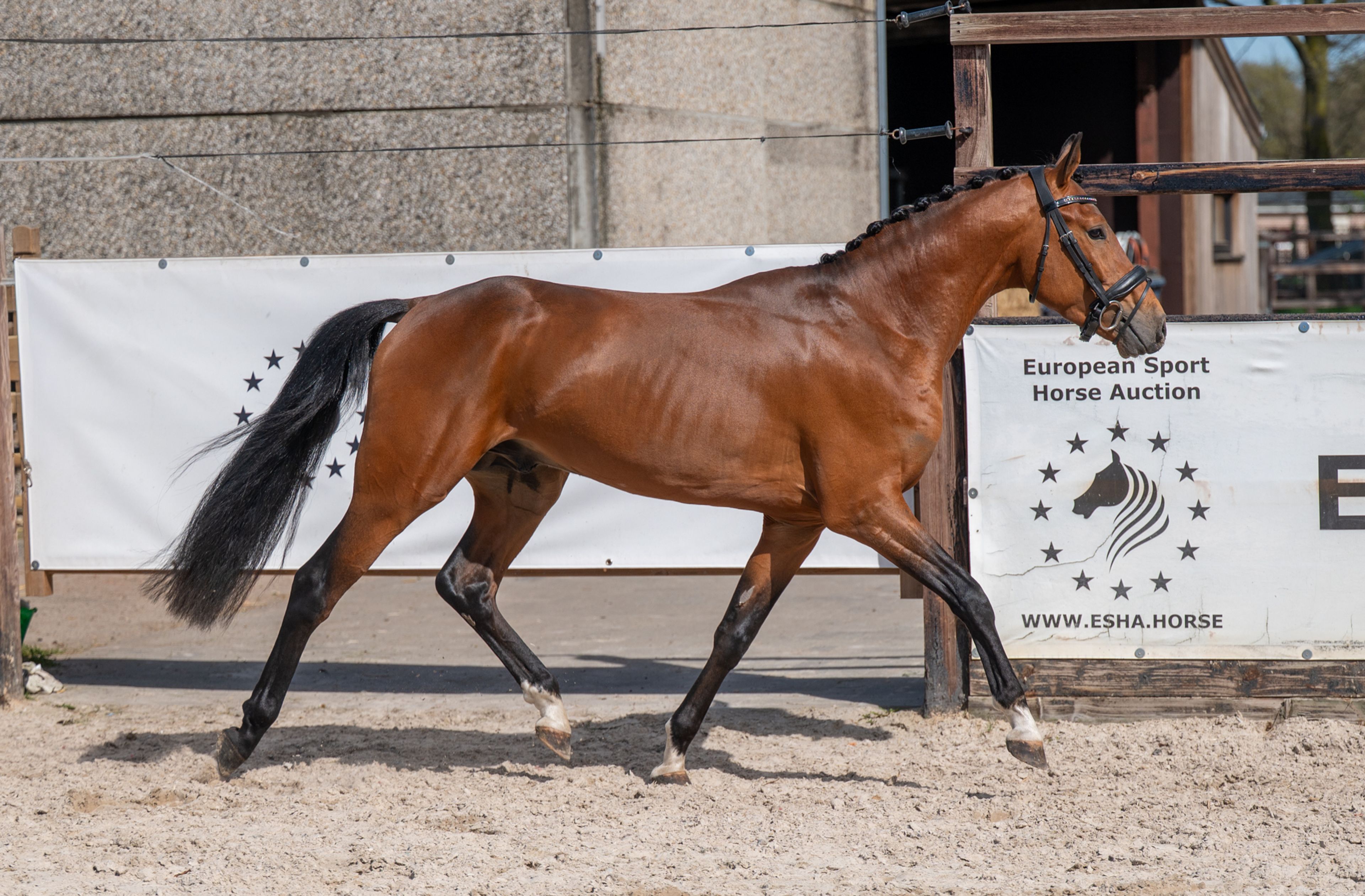 Knock Out van Equi Center (KASPER VAN EQUI CENTER x IRAKION) - Image 9