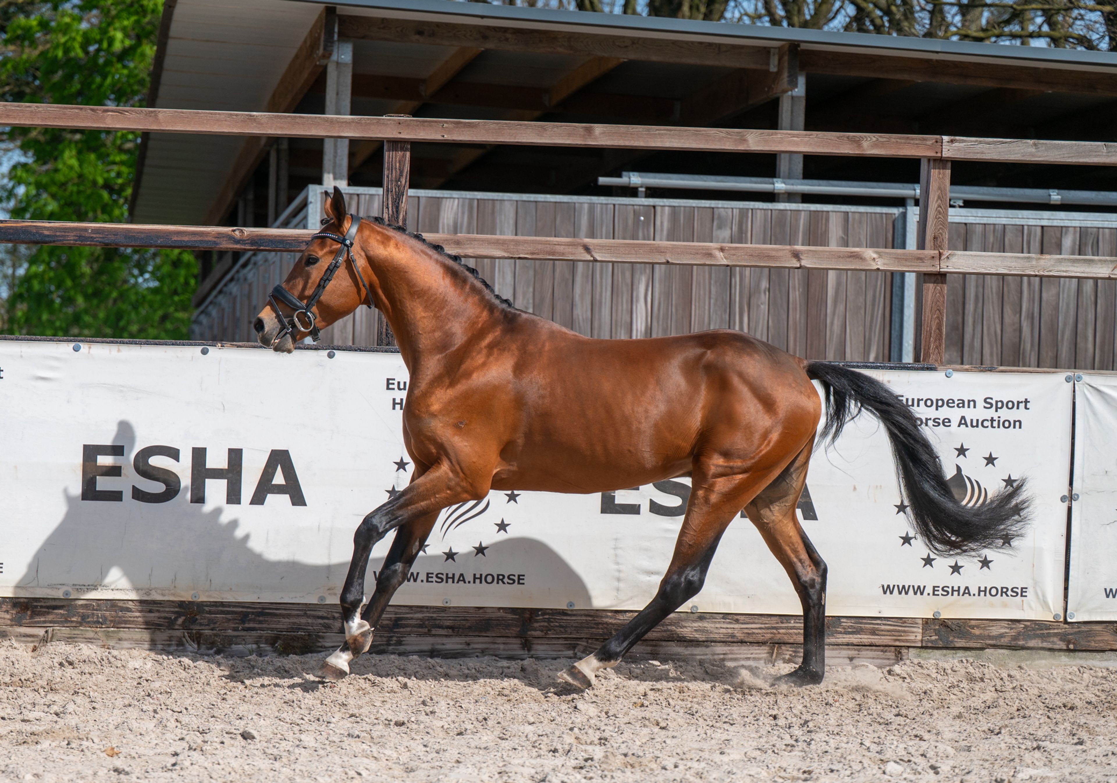 Knock Out van Equi Center (KASPER VAN EQUI CENTER x IRAKION) - Image 10