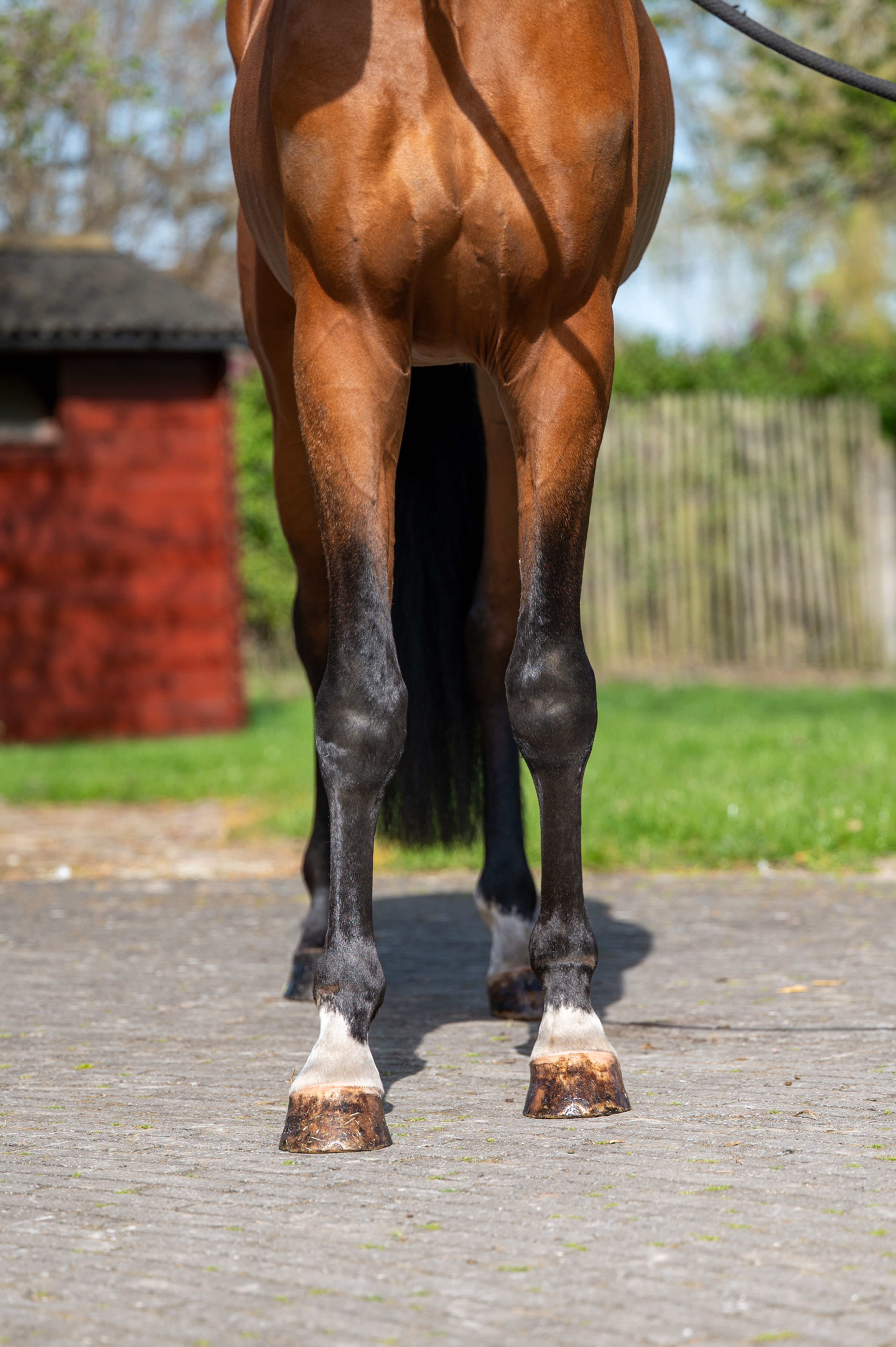 Knock Out van Equi Center (KASPER VAN EQUI CENTER x IRAKION) - Image 11