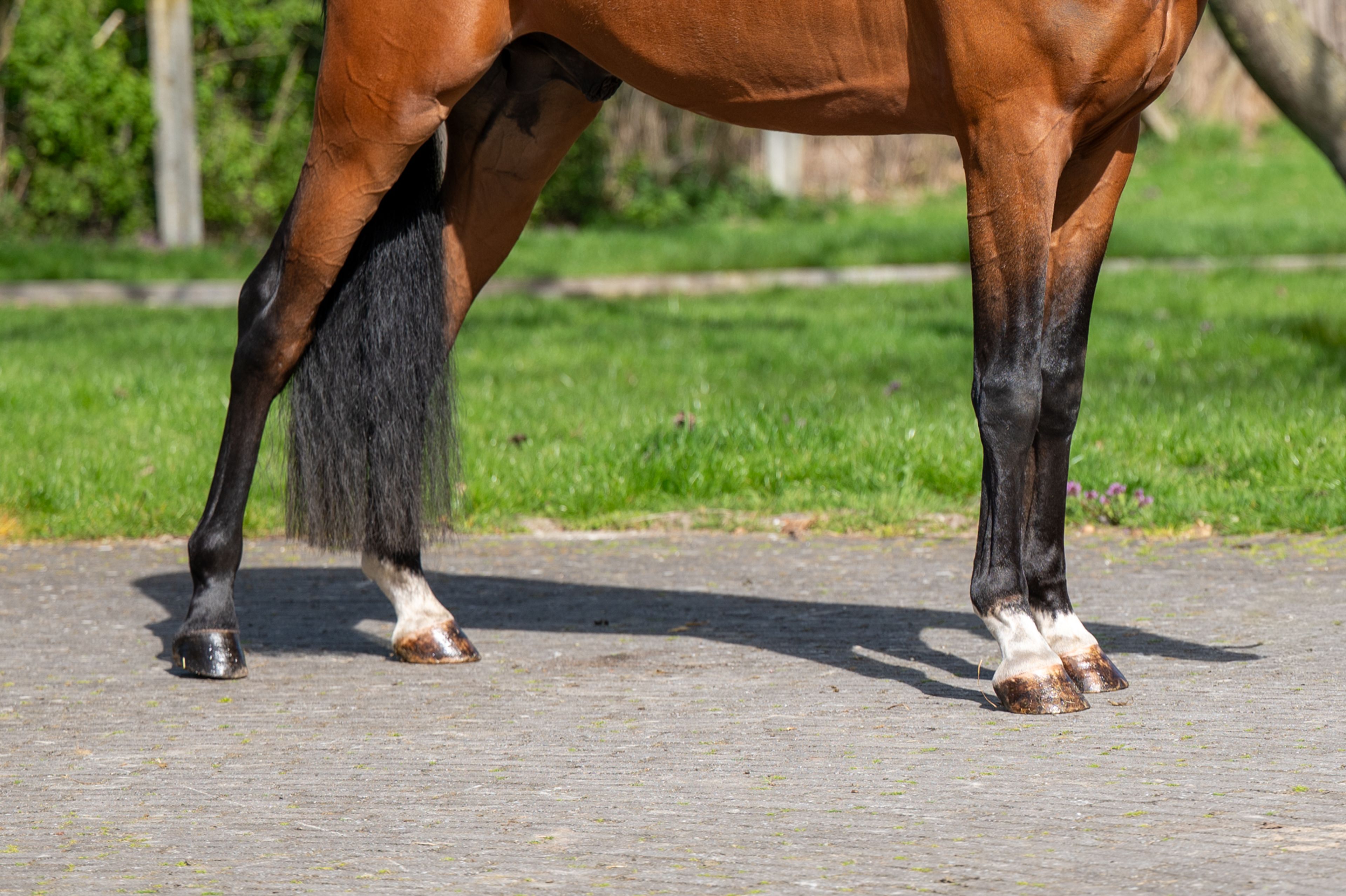 Knock Out van Equi Center (KASPER VAN EQUI CENTER x IRAKION) - Image 12
