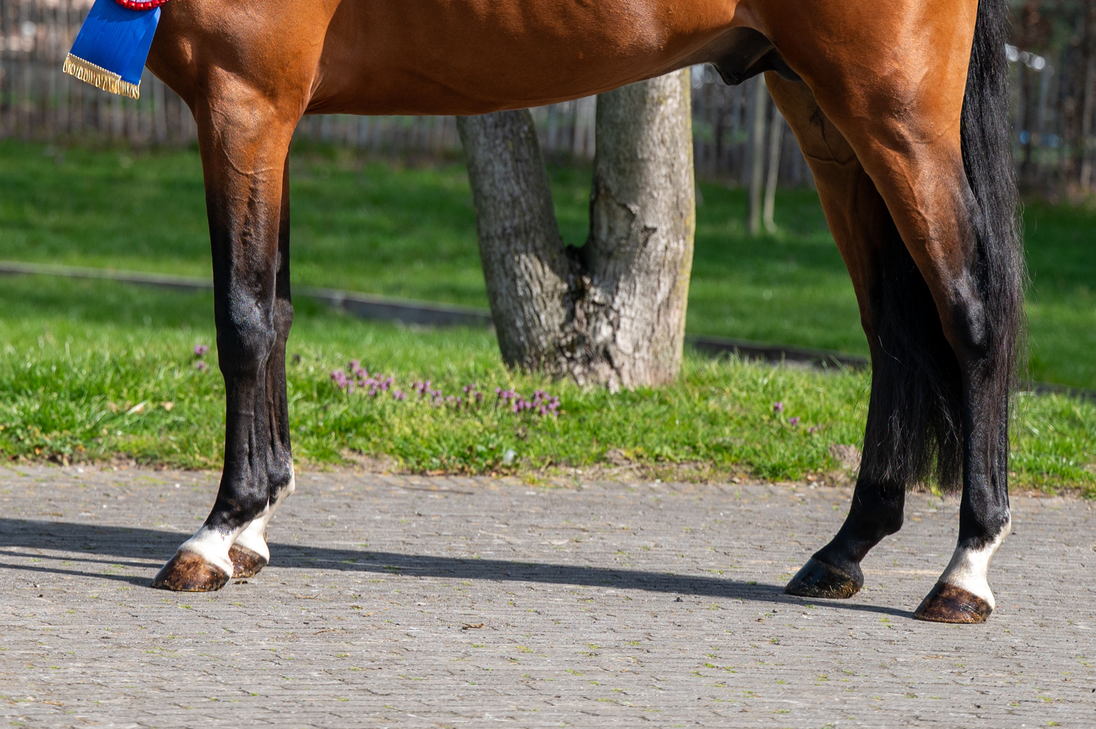 Knock Out van Equi Center (KASPER VAN EQUI CENTER x IRAKION) - Image 13