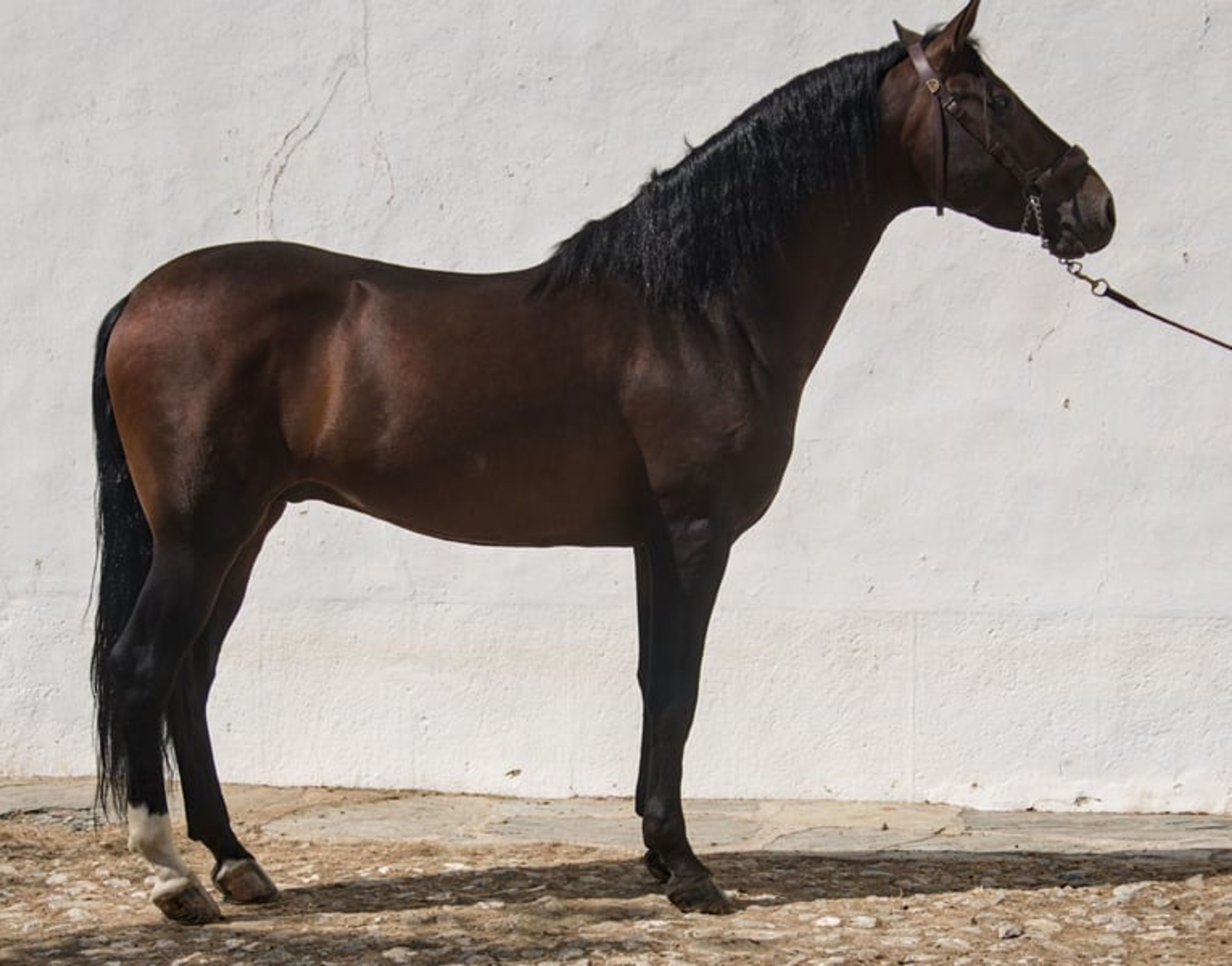 PRE stallion, lightly and gently ridden at a later stage with a solid dressage foundation