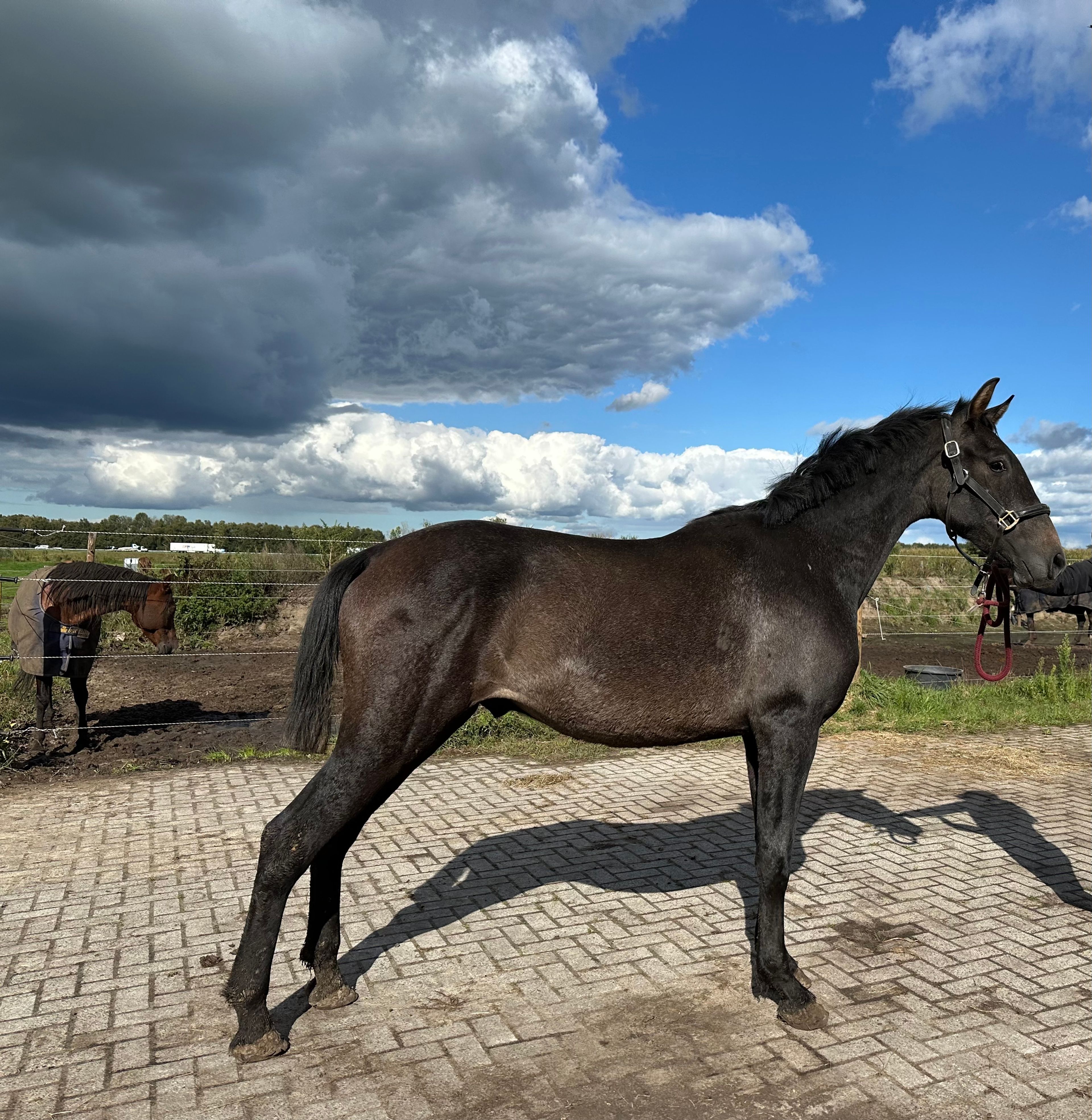 PRE hengst - Image 2