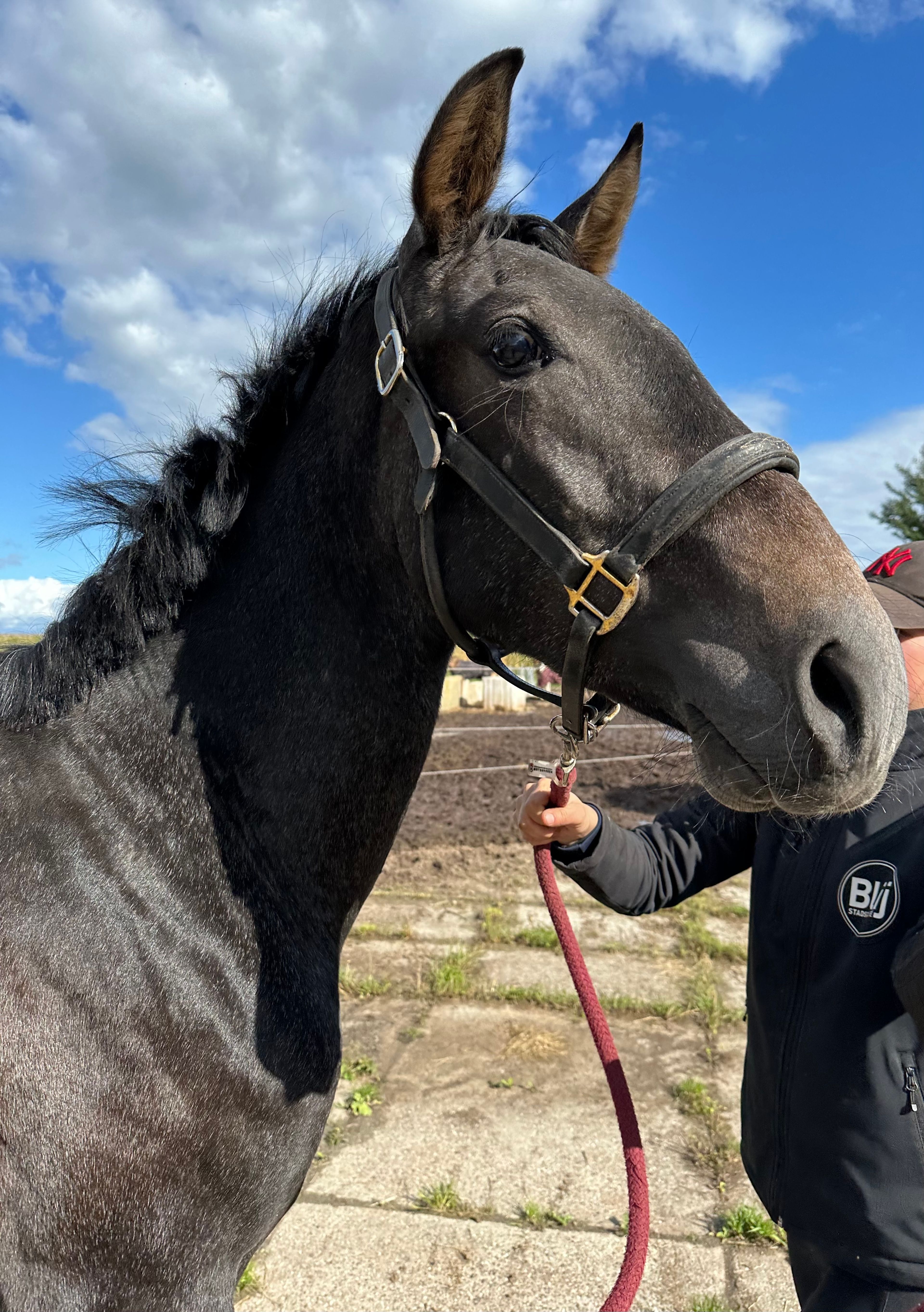 PRE hengst - Image 4