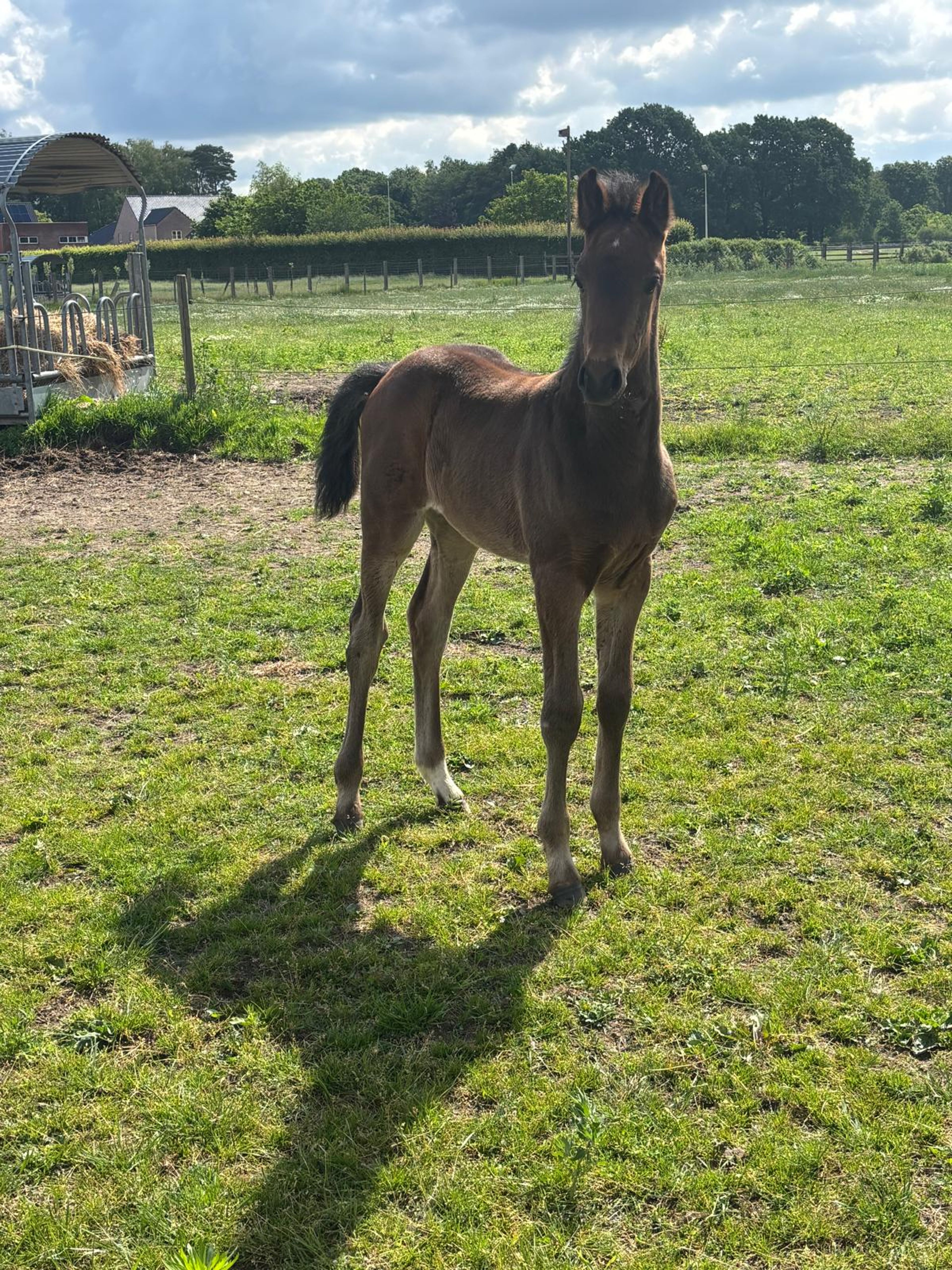 veulen Django x canturo