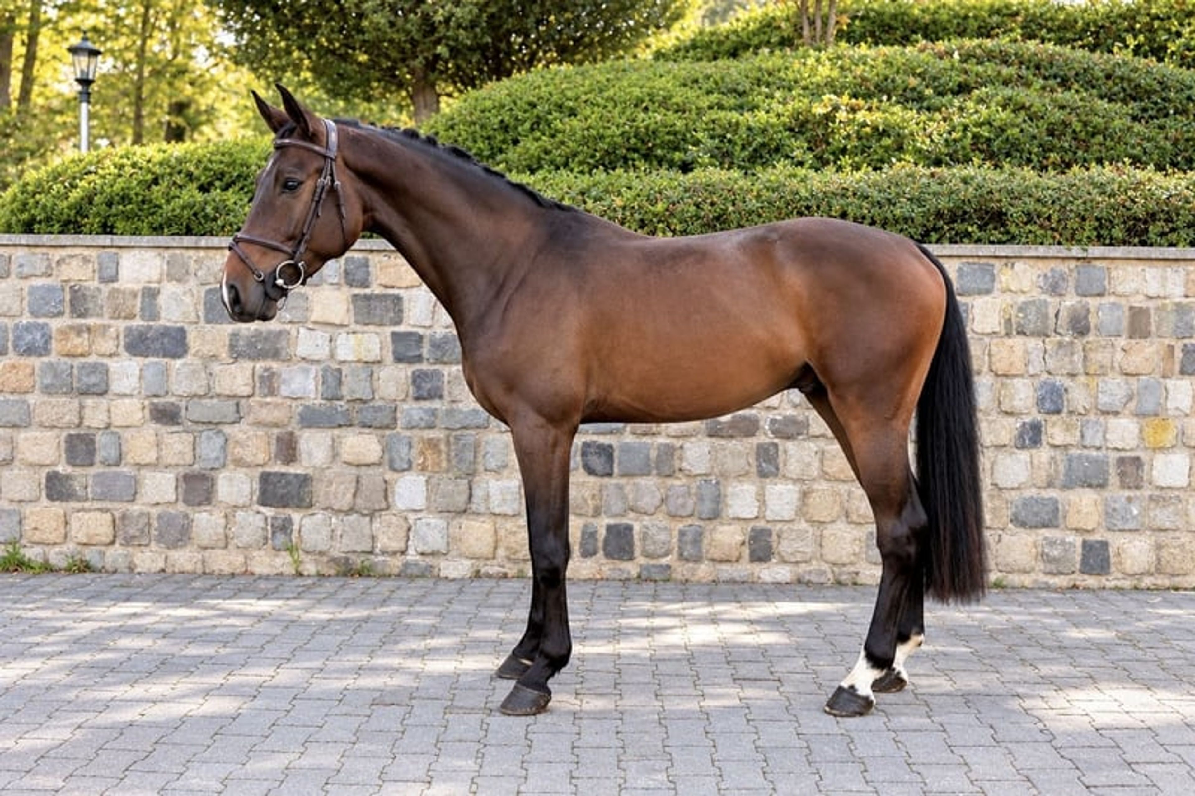 From the Casall lineage – foal with exceptional genetics