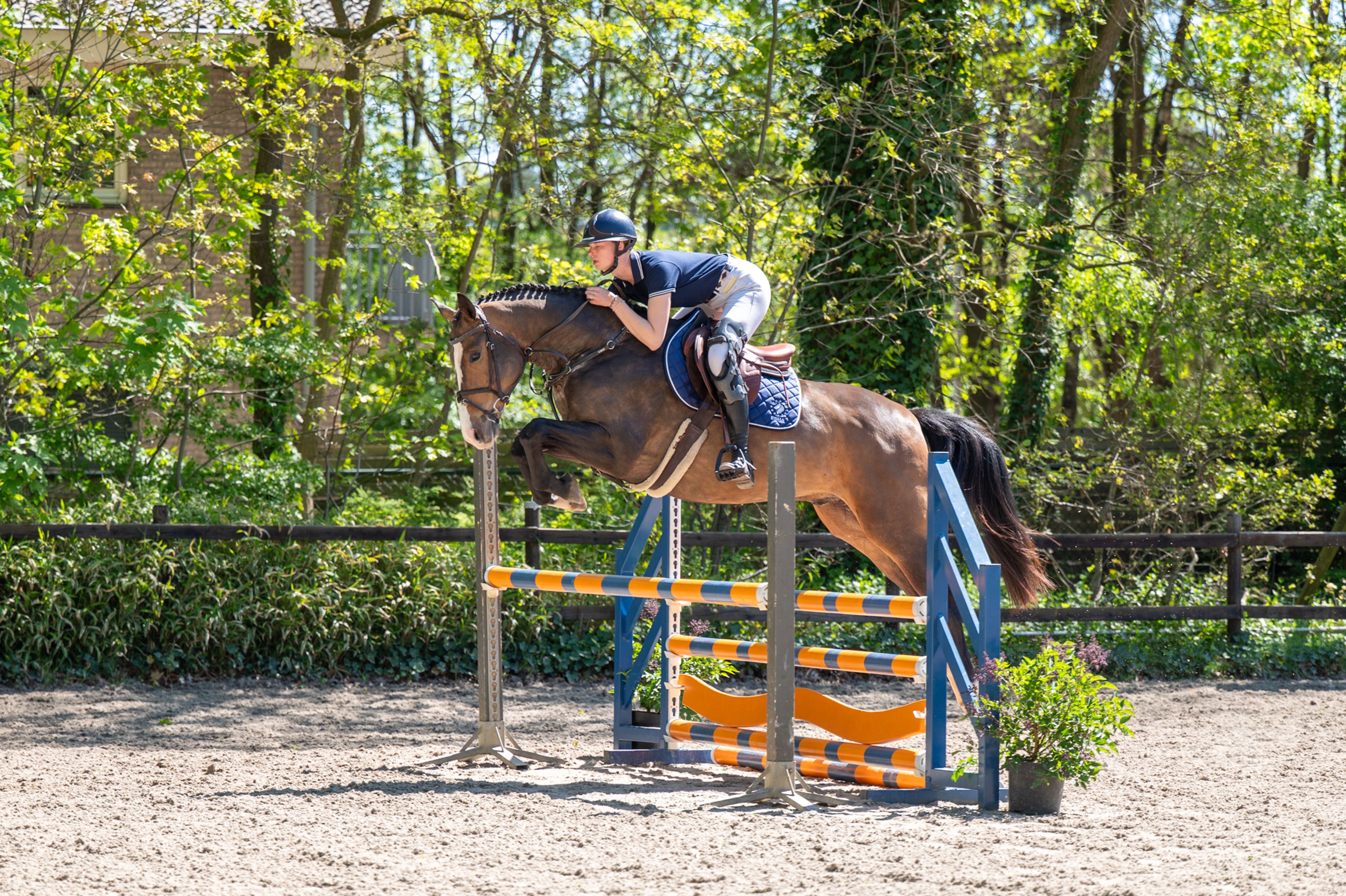 Ratina (ADSL x CABRIO VD HEFFINCK) - Image 2