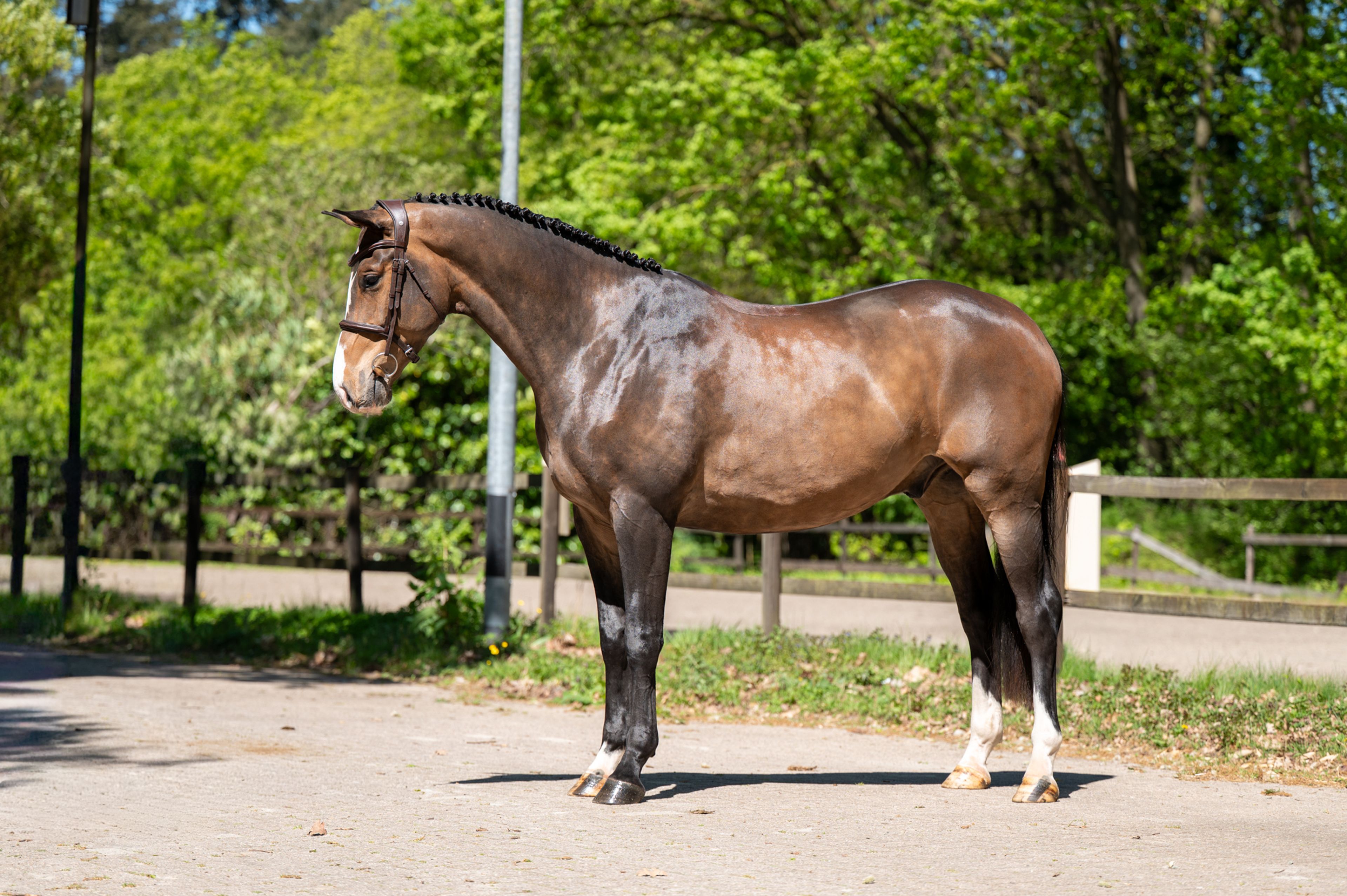 Ratina (ADSL x CABRIO VD HEFFINCK) - Image 7