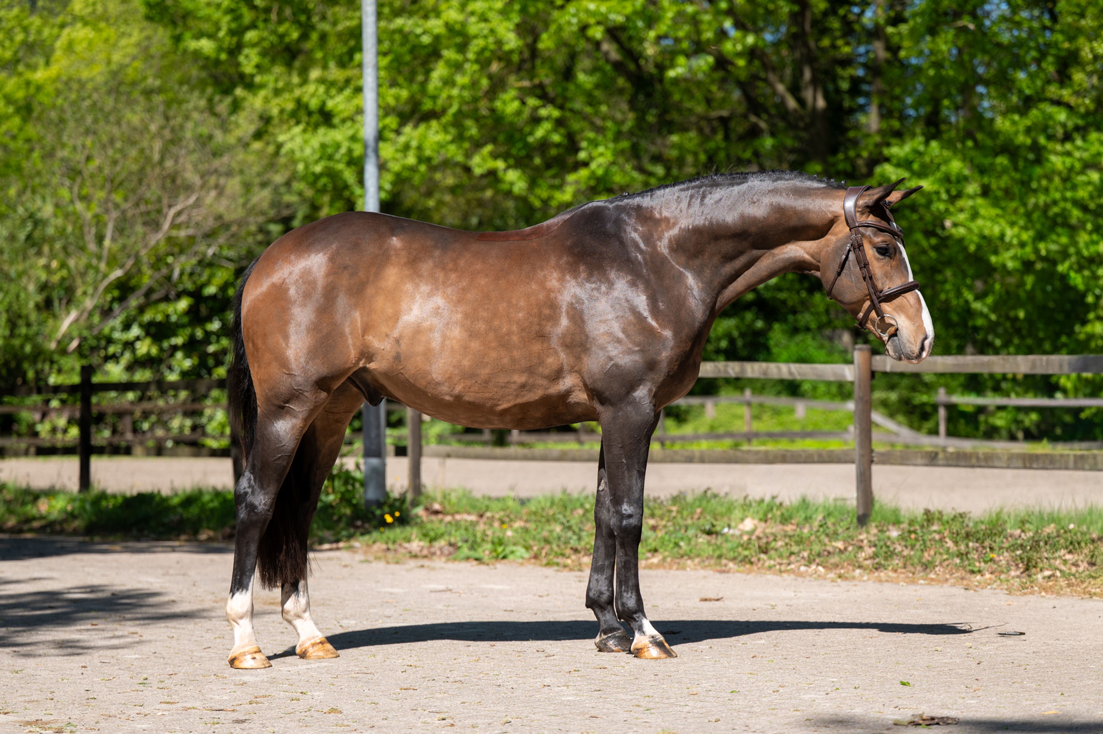 Ratina (ADSL x CABRIO VD HEFFINCK) - Image 8