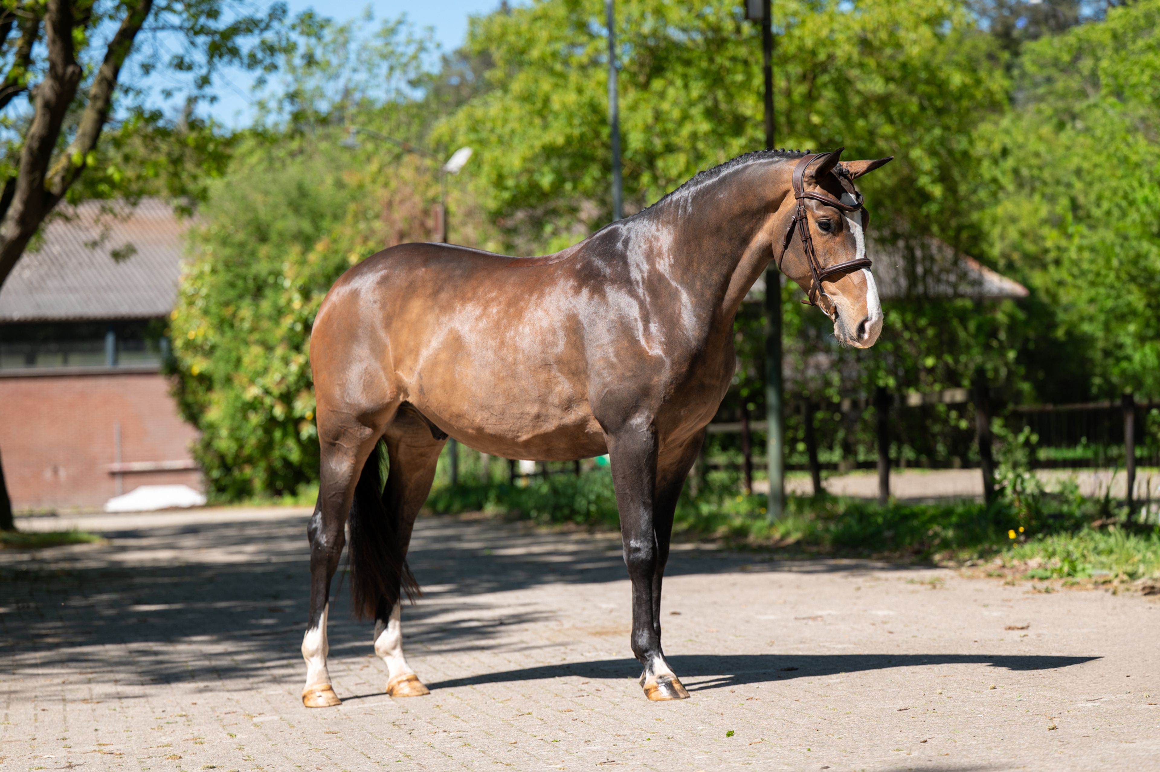Ratina (ADSL x CABRIO VD HEFFINCK) - Image 9