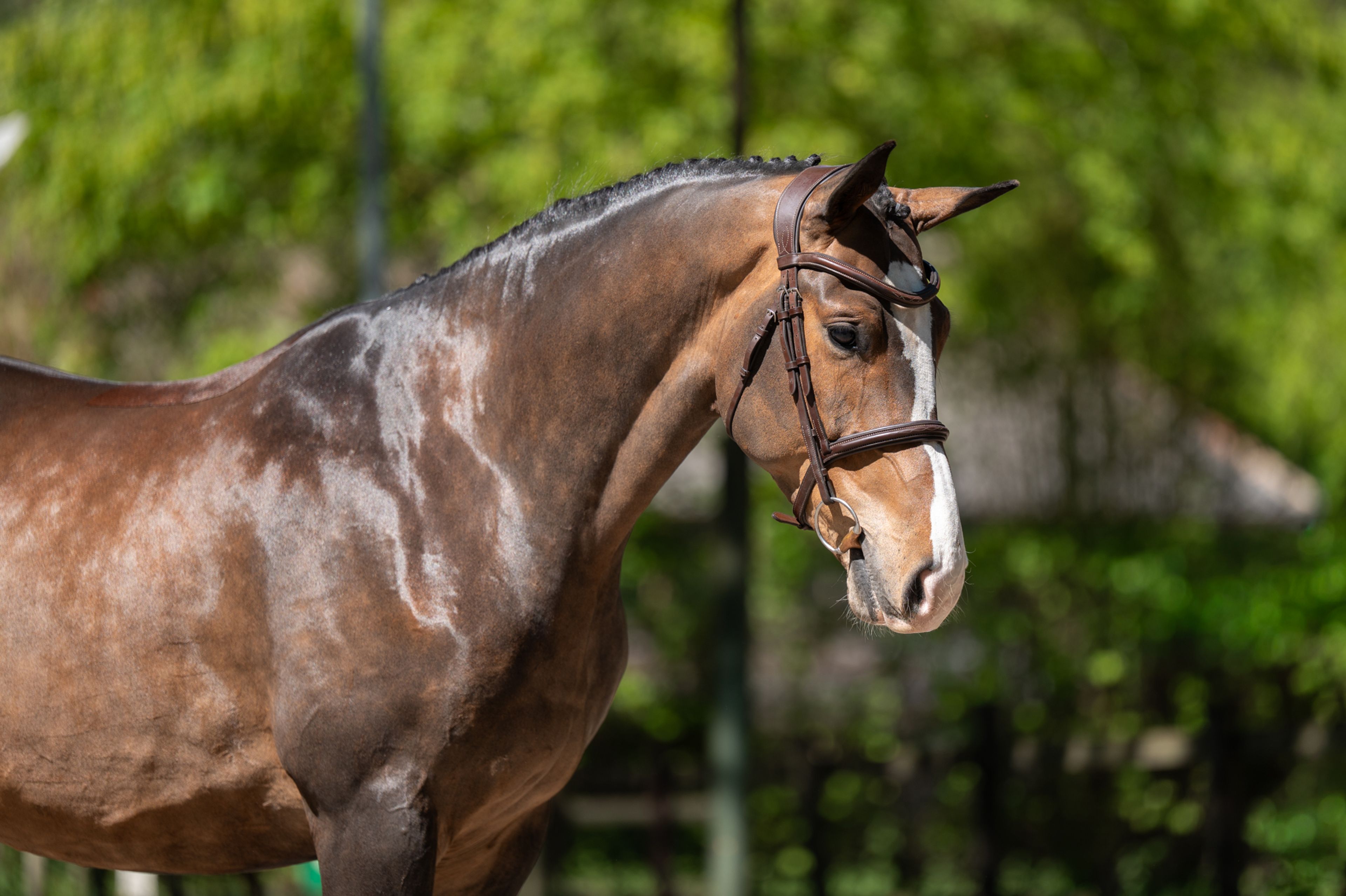 Ratina (ADSL x CABRIO VD HEFFINCK) - Image 10
