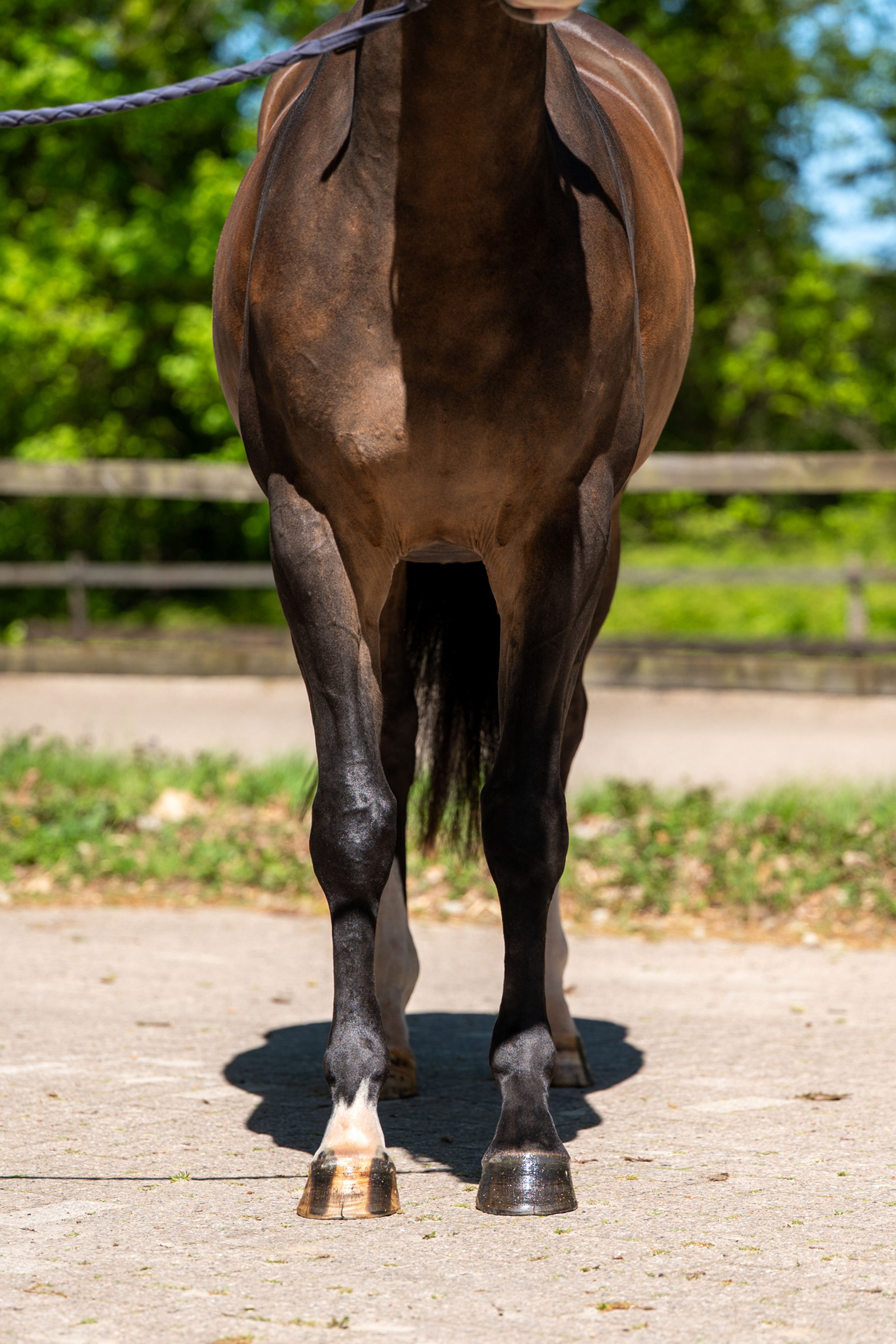 Ratina (ADSL x CABRIO VD HEFFINCK) - Image 14
