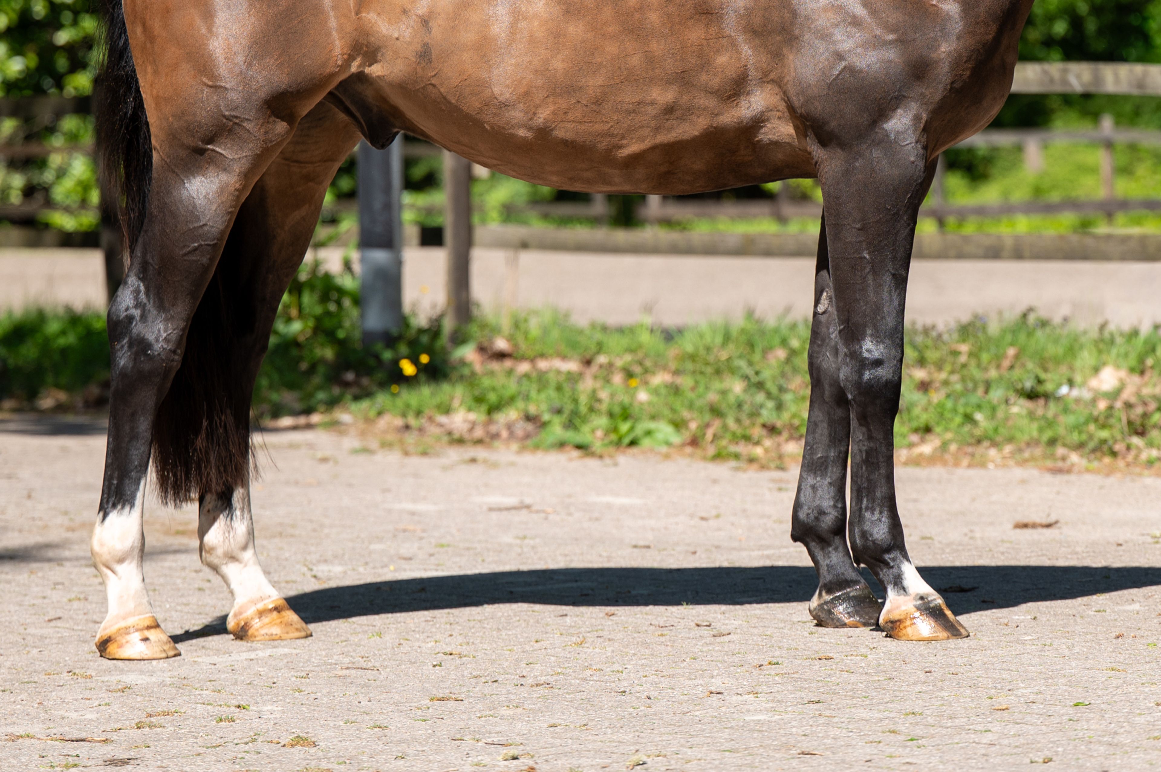 Ratina (ADSL x CABRIO VD HEFFINCK) - Image 16