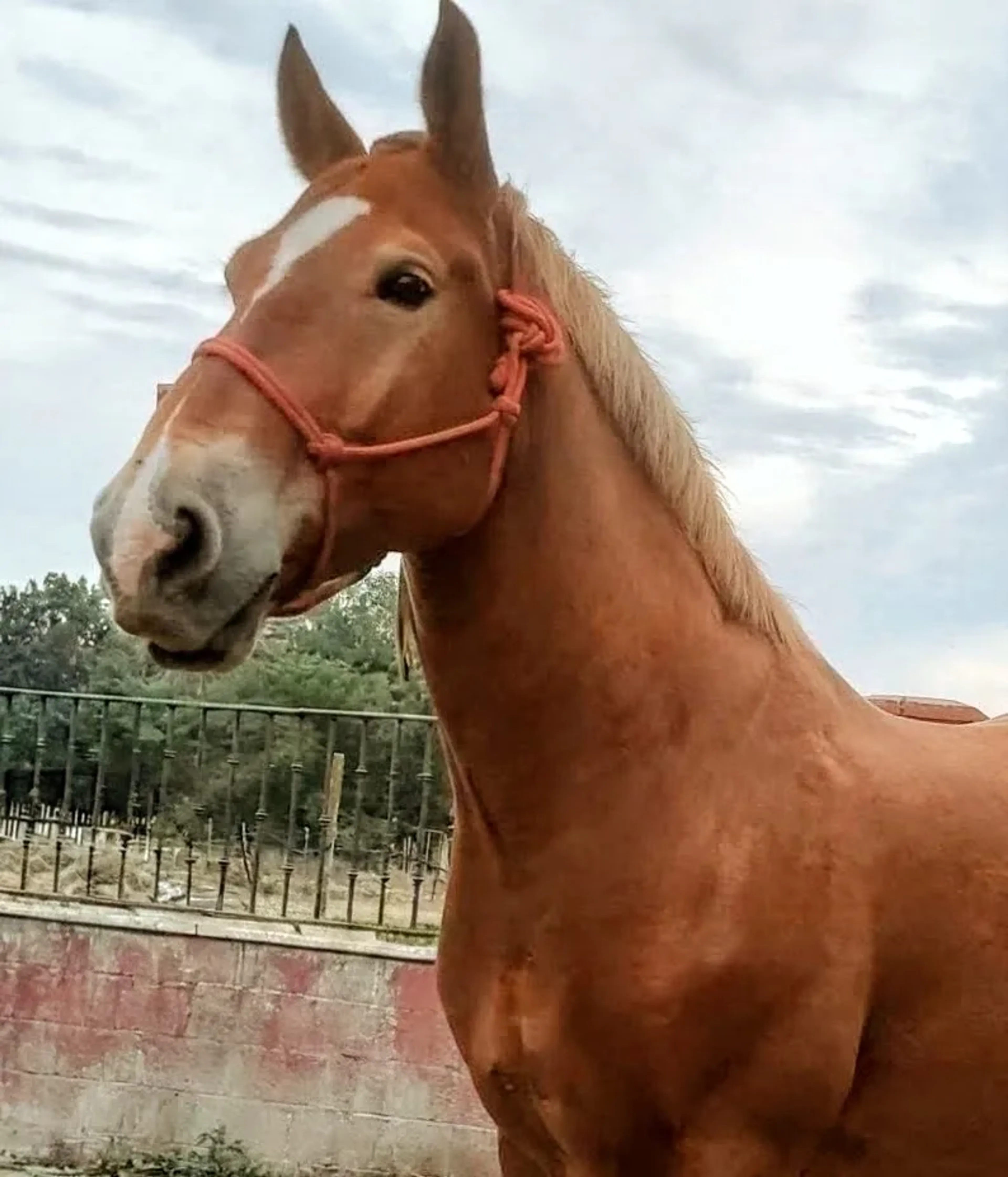 Loxley - Image 1