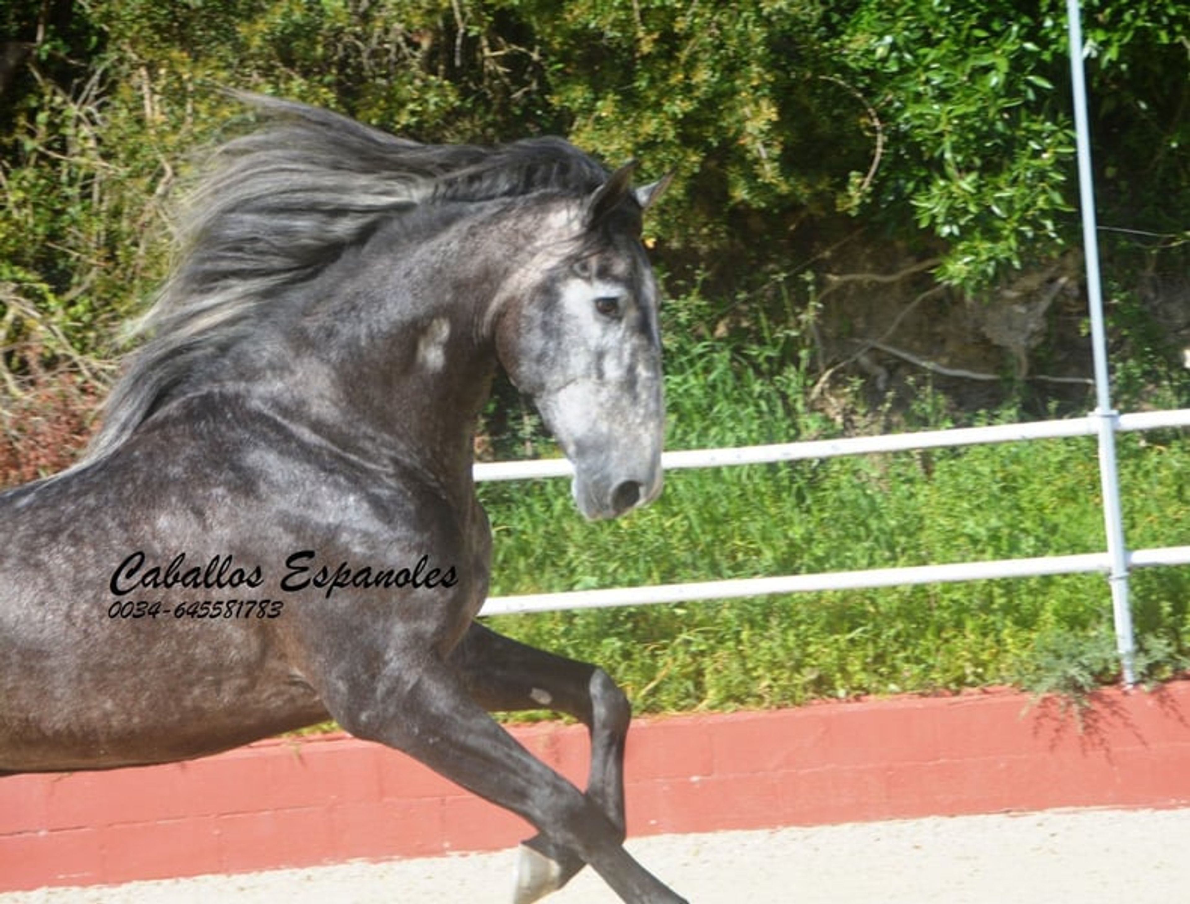 Strikingly handsome PRE stallion