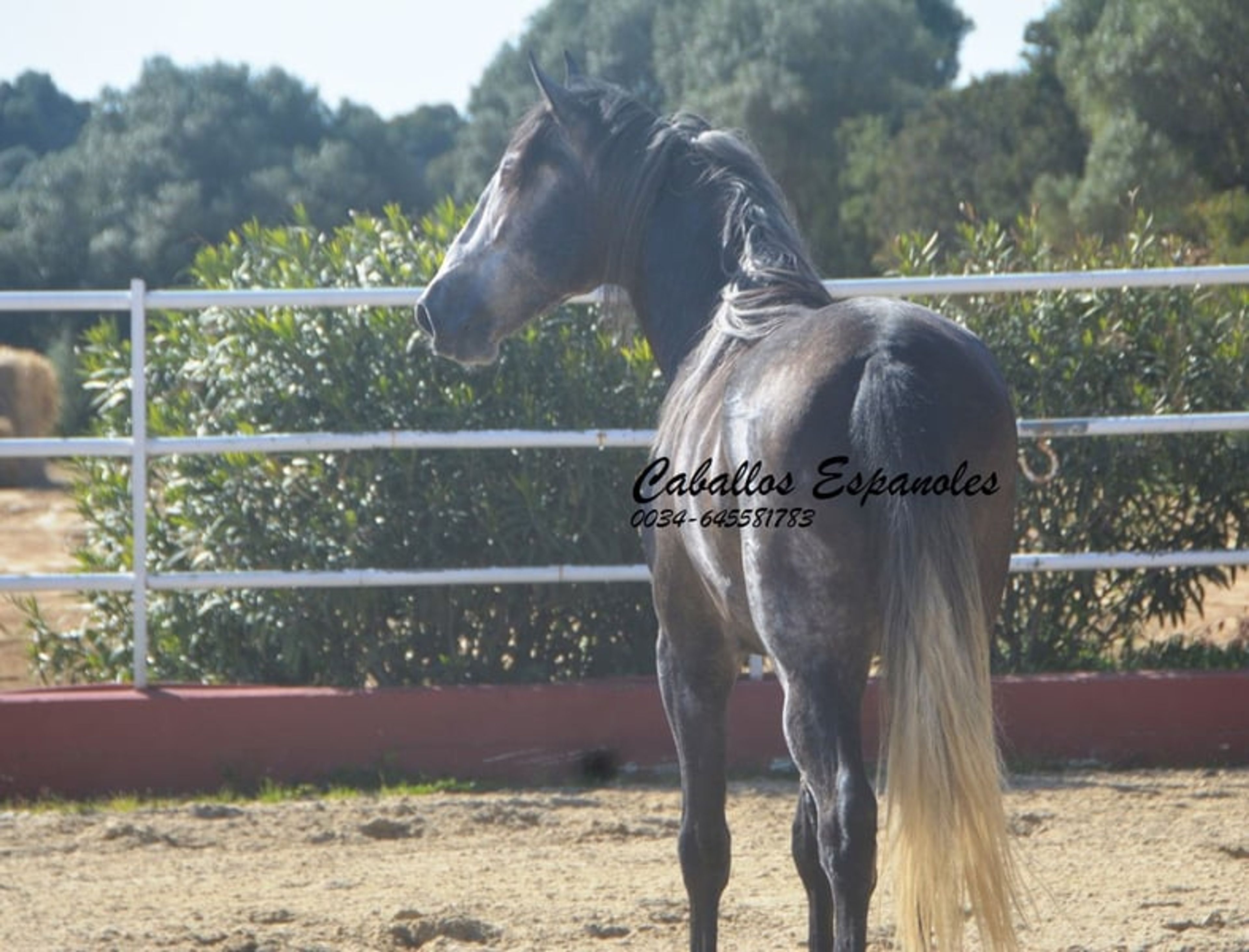 Strikingly handsome PRE stallion - Image 2
