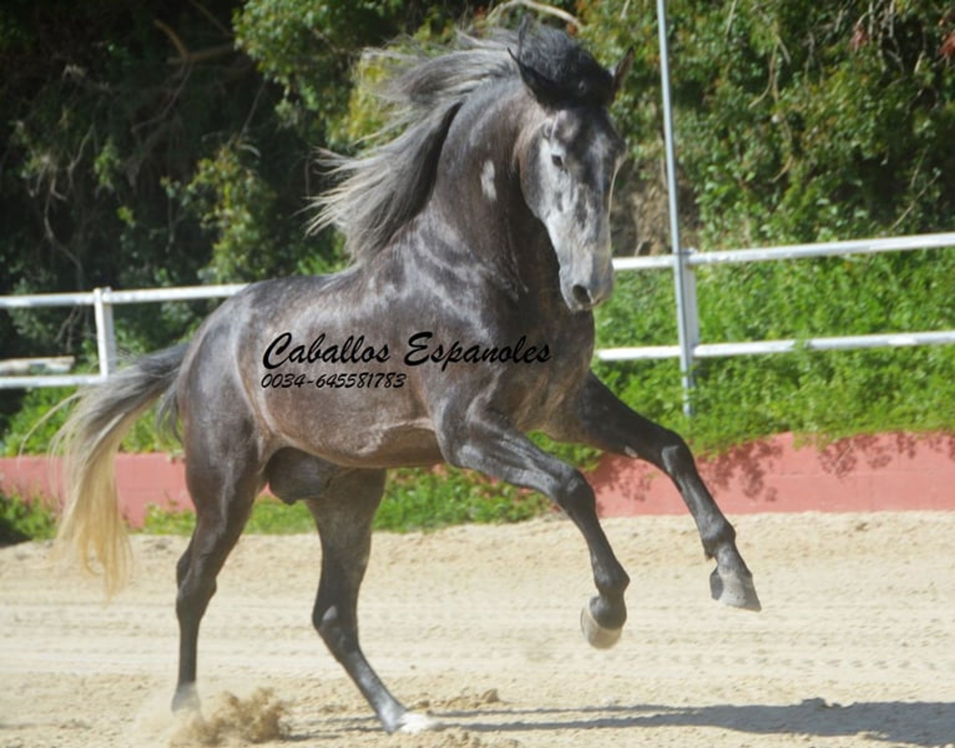 Strikingly handsome PRE stallion - Image 3