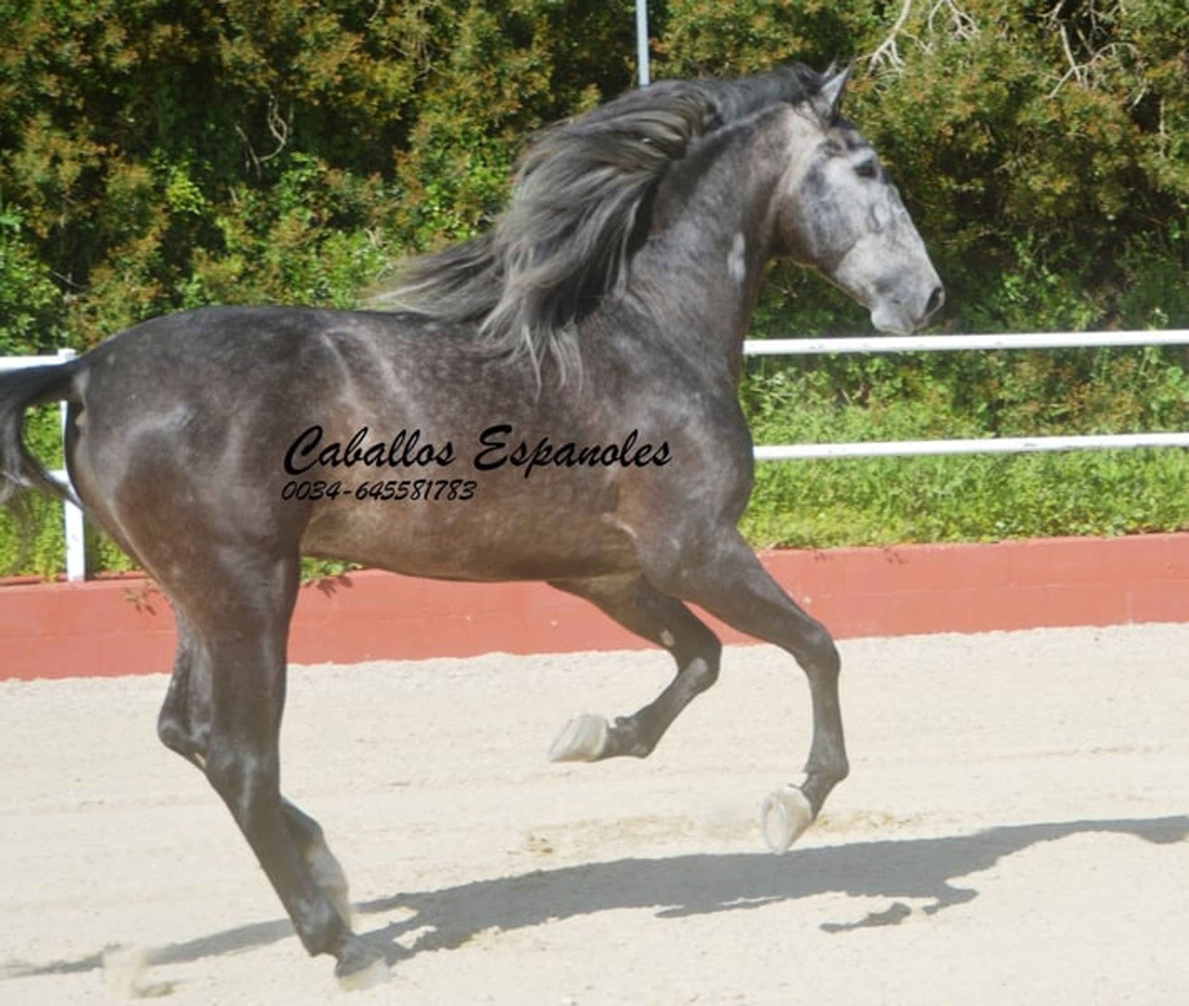 Strikingly handsome PRE stallion - Image 4