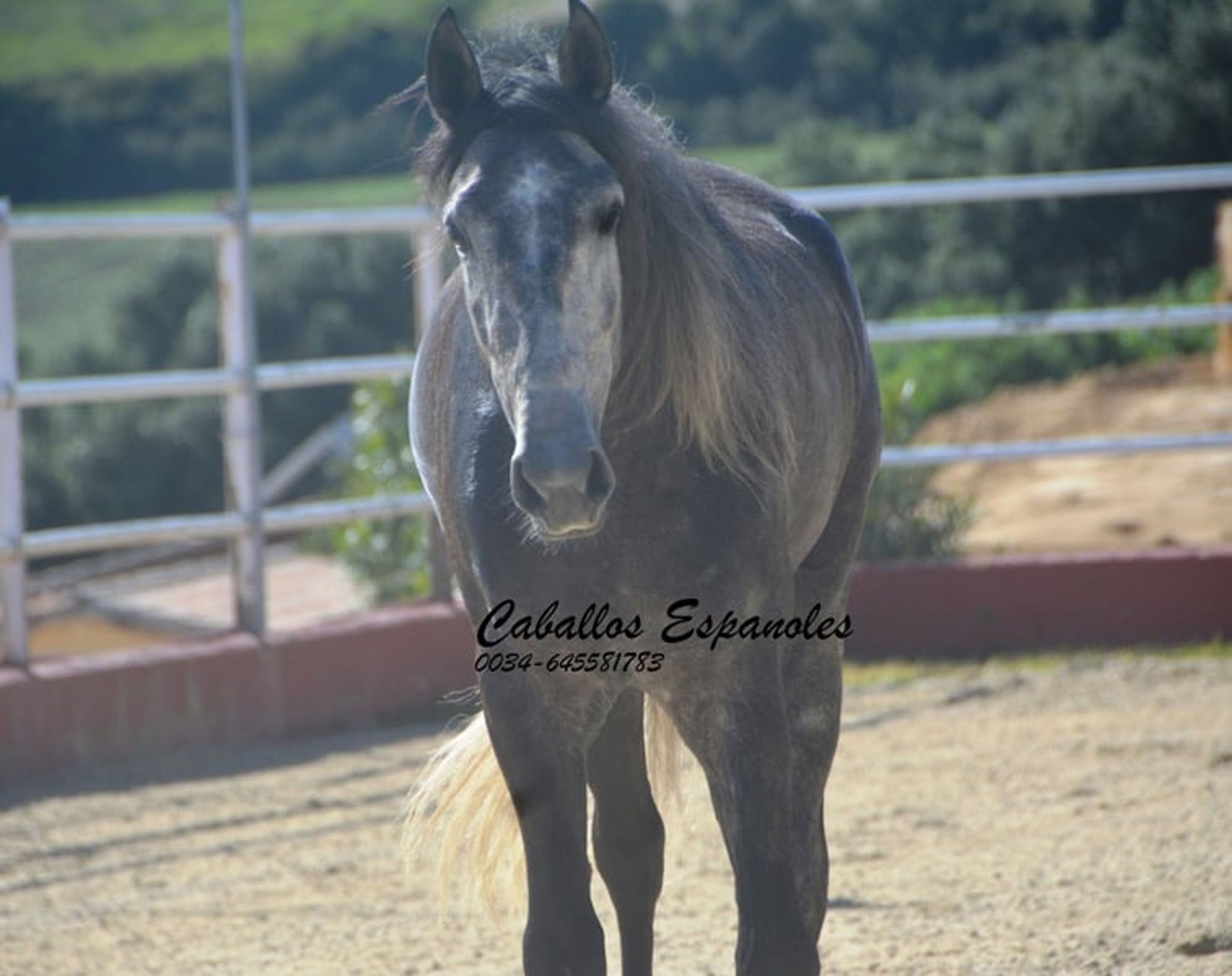 Strikingly handsome PRE stallion - Image 5