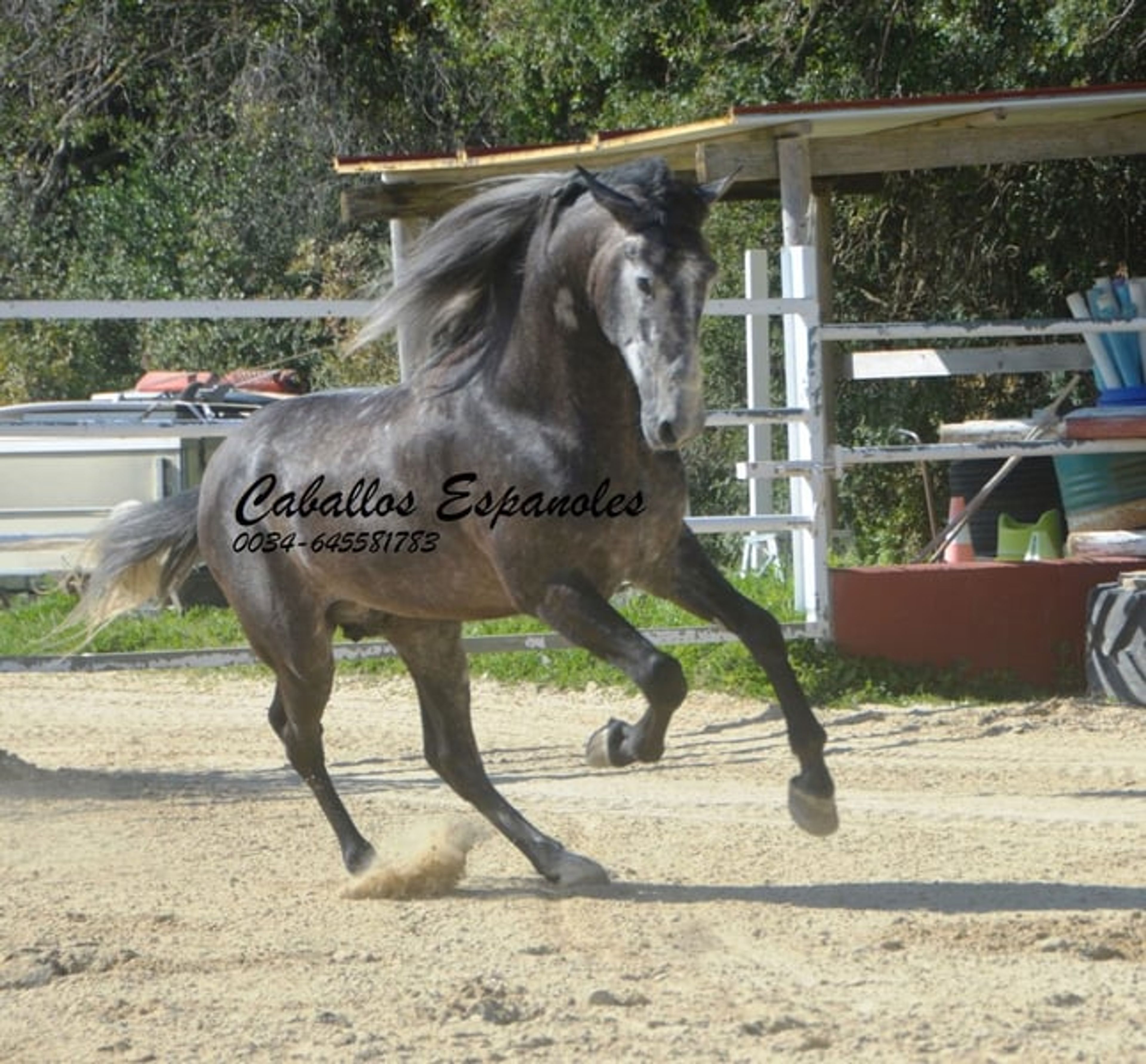 Strikingly handsome PRE stallion - Image 6