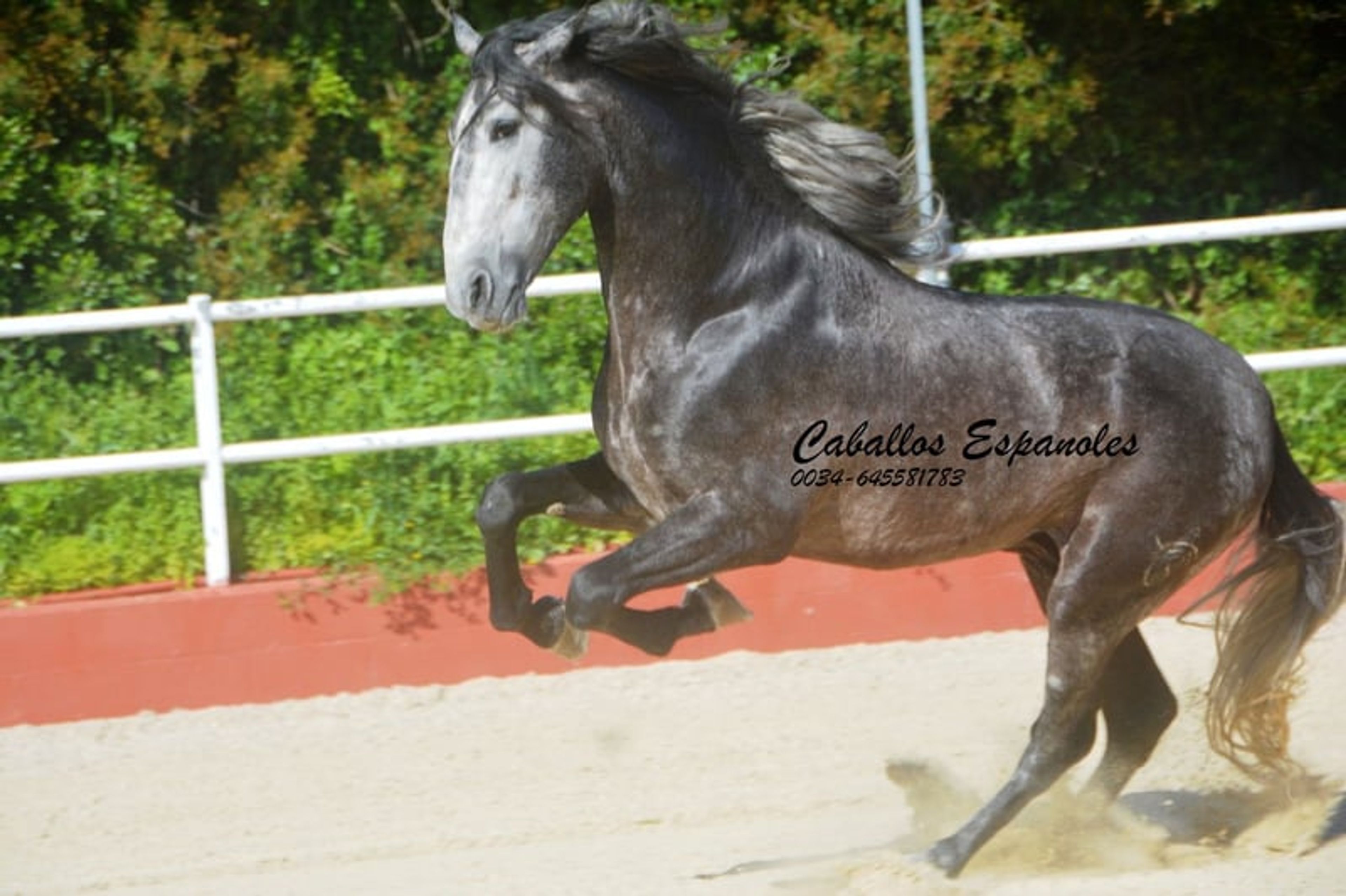 Strikingly handsome PRE stallion - Image 7