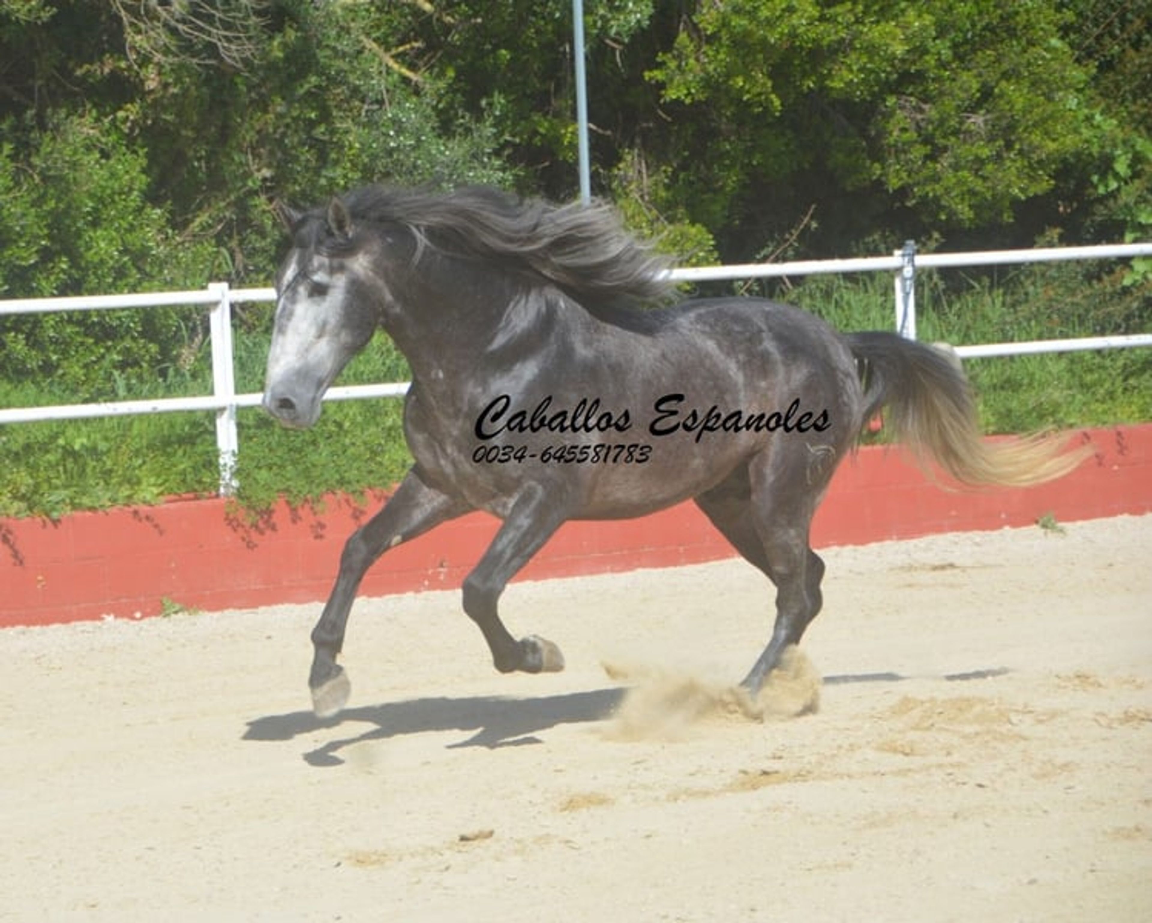 Strikingly handsome PRE stallion - Image 8