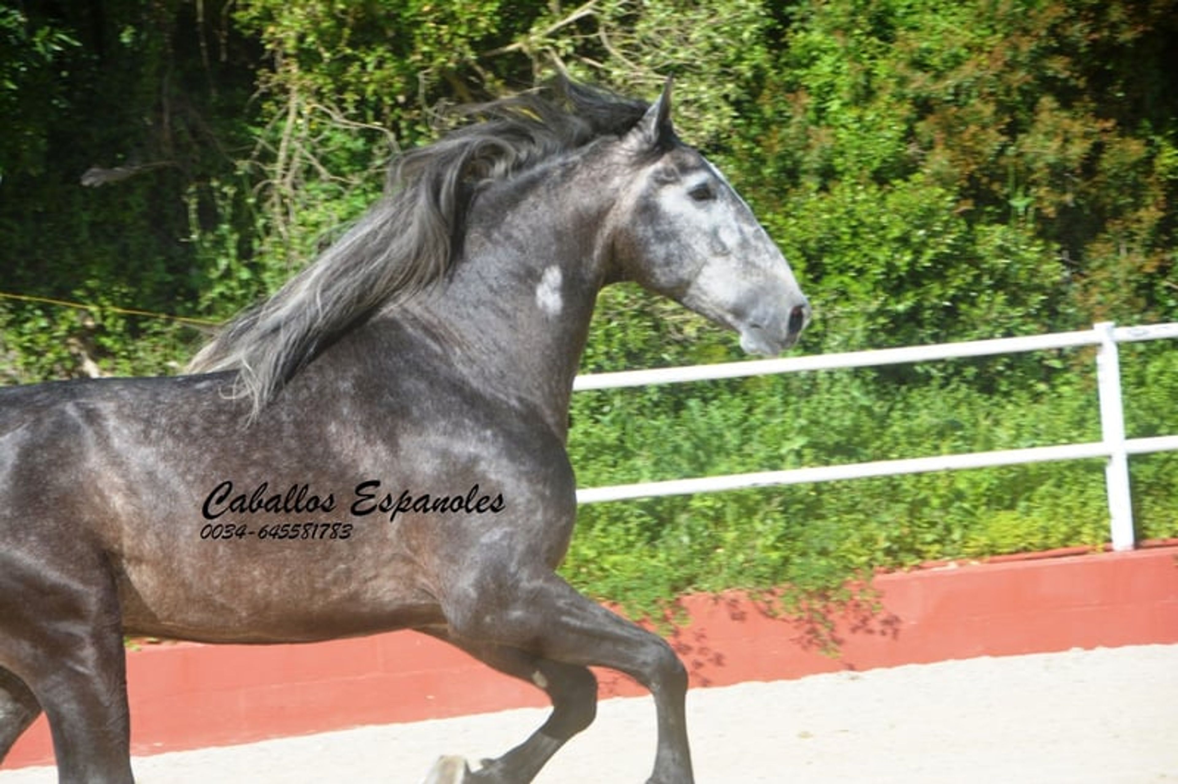 Strikingly handsome PRE stallion - Image 9
