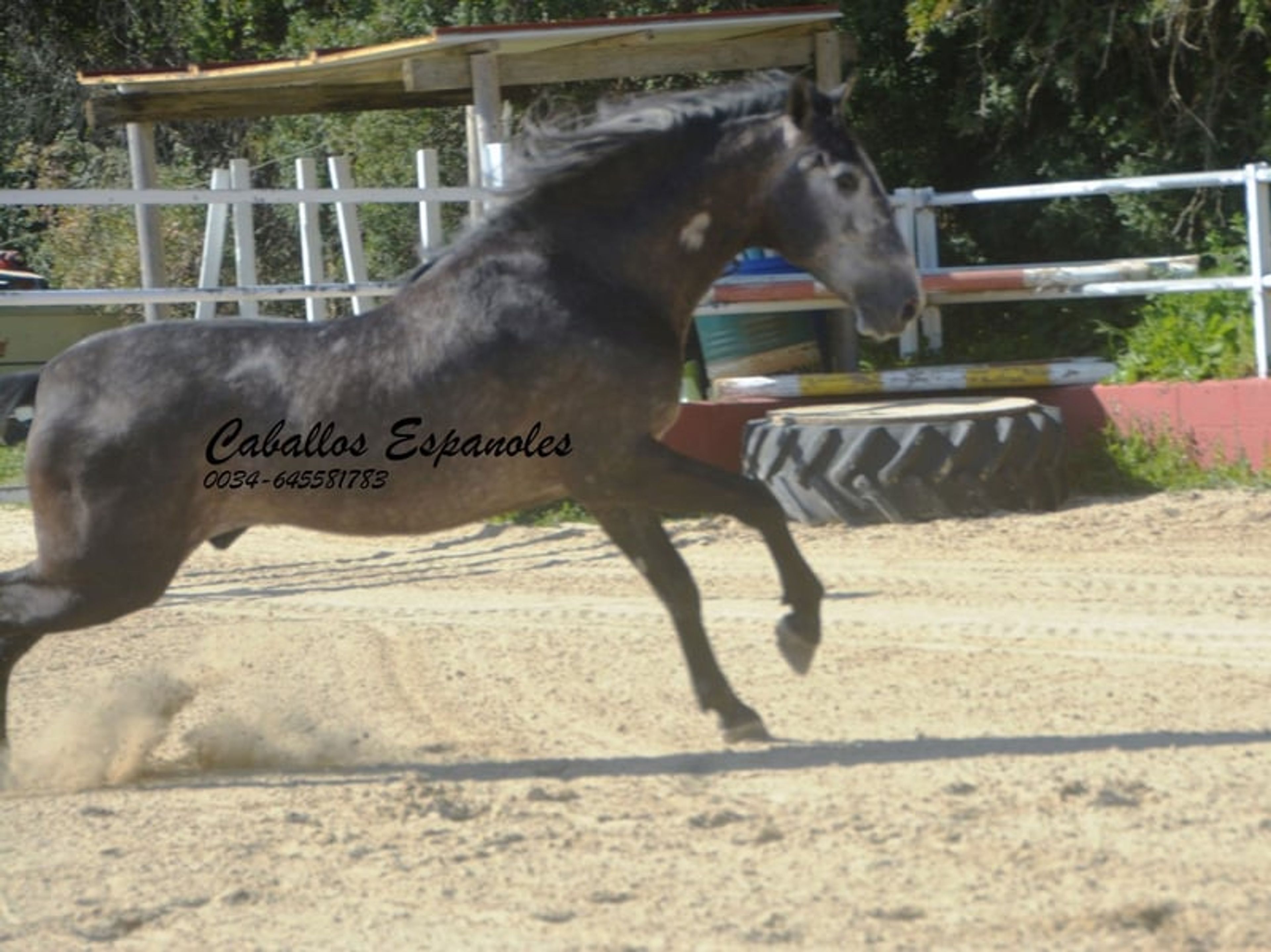 Strikingly handsome PRE stallion - Image 10