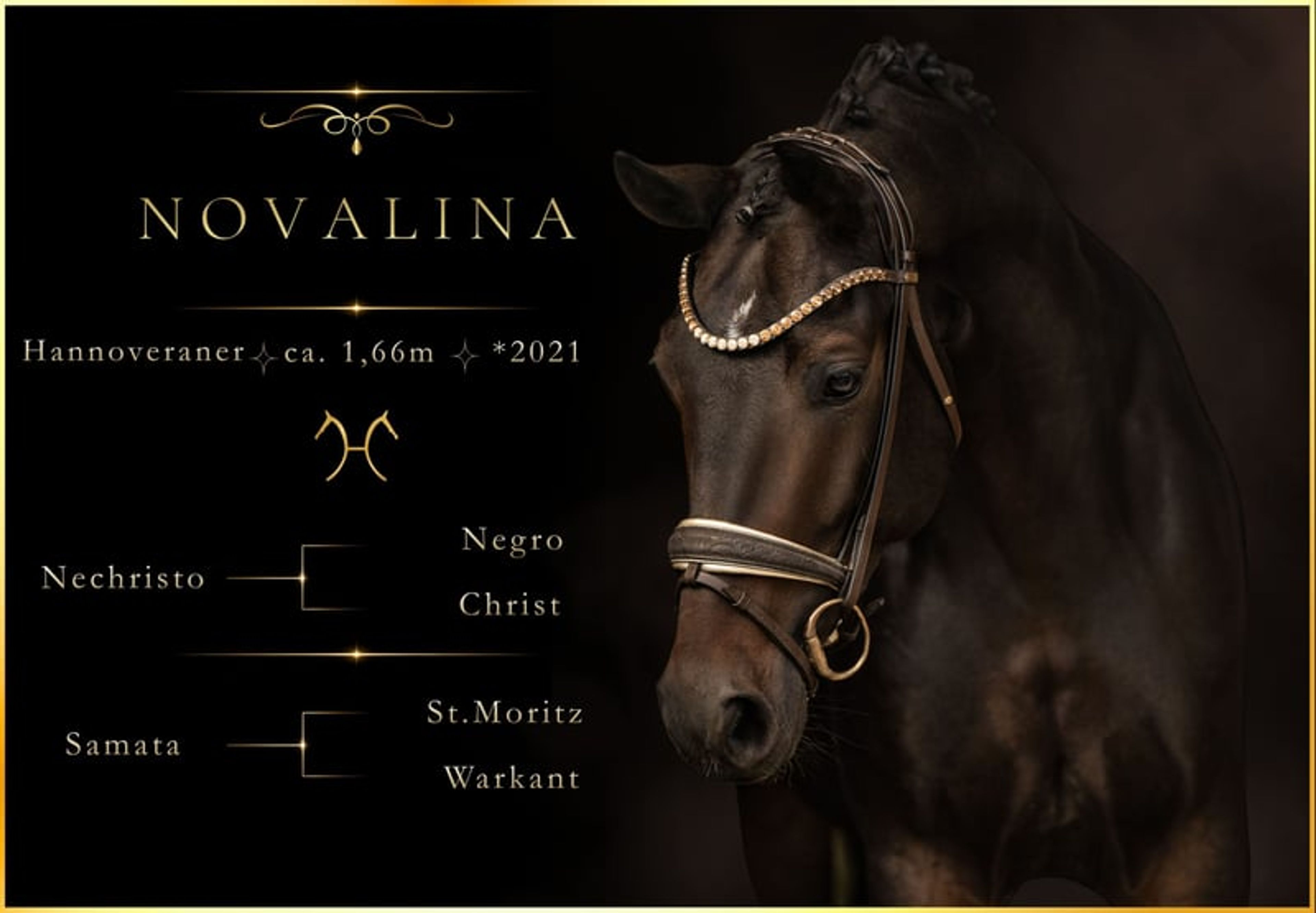 ⚜️A well-behaved dream mare with stallion-like presence and top-quality pedigree⚜️