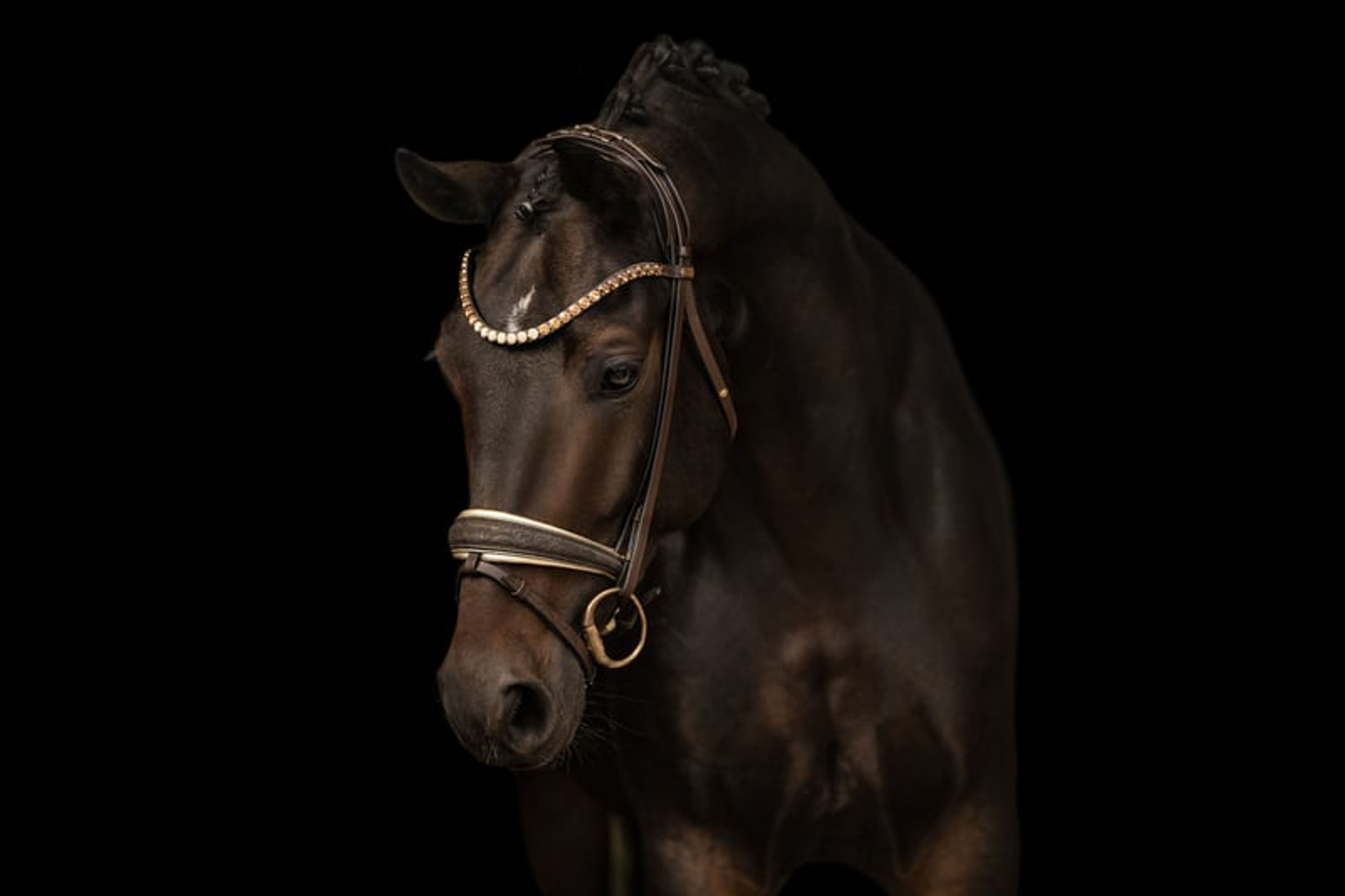 ⚜️A well-behaved dream mare with stallion-like presence and top-quality pedigree⚜️ - Image 2
