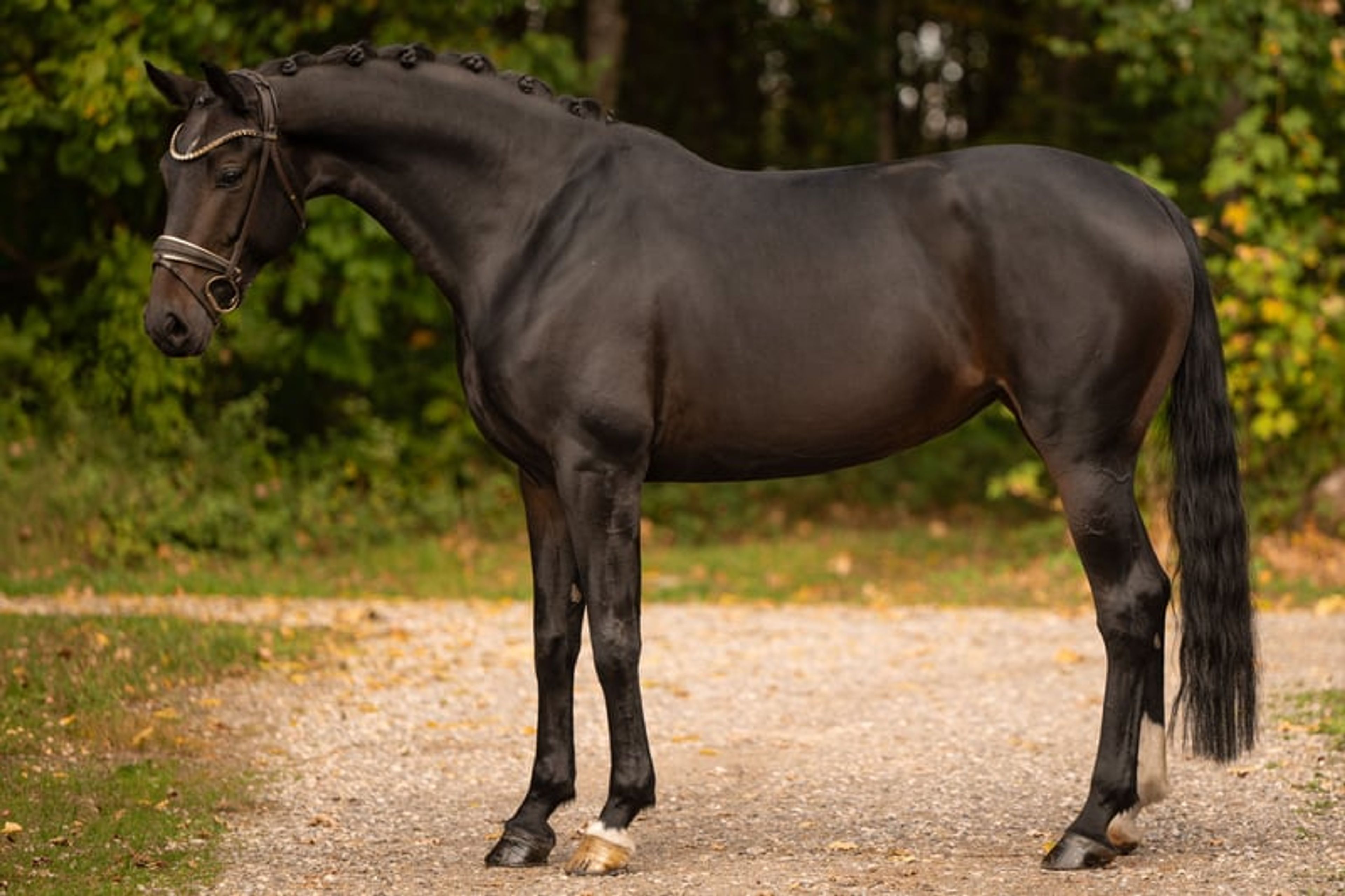 ⚜️A well-behaved dream mare with stallion-like presence and top-quality pedigree⚜️ - Image 3