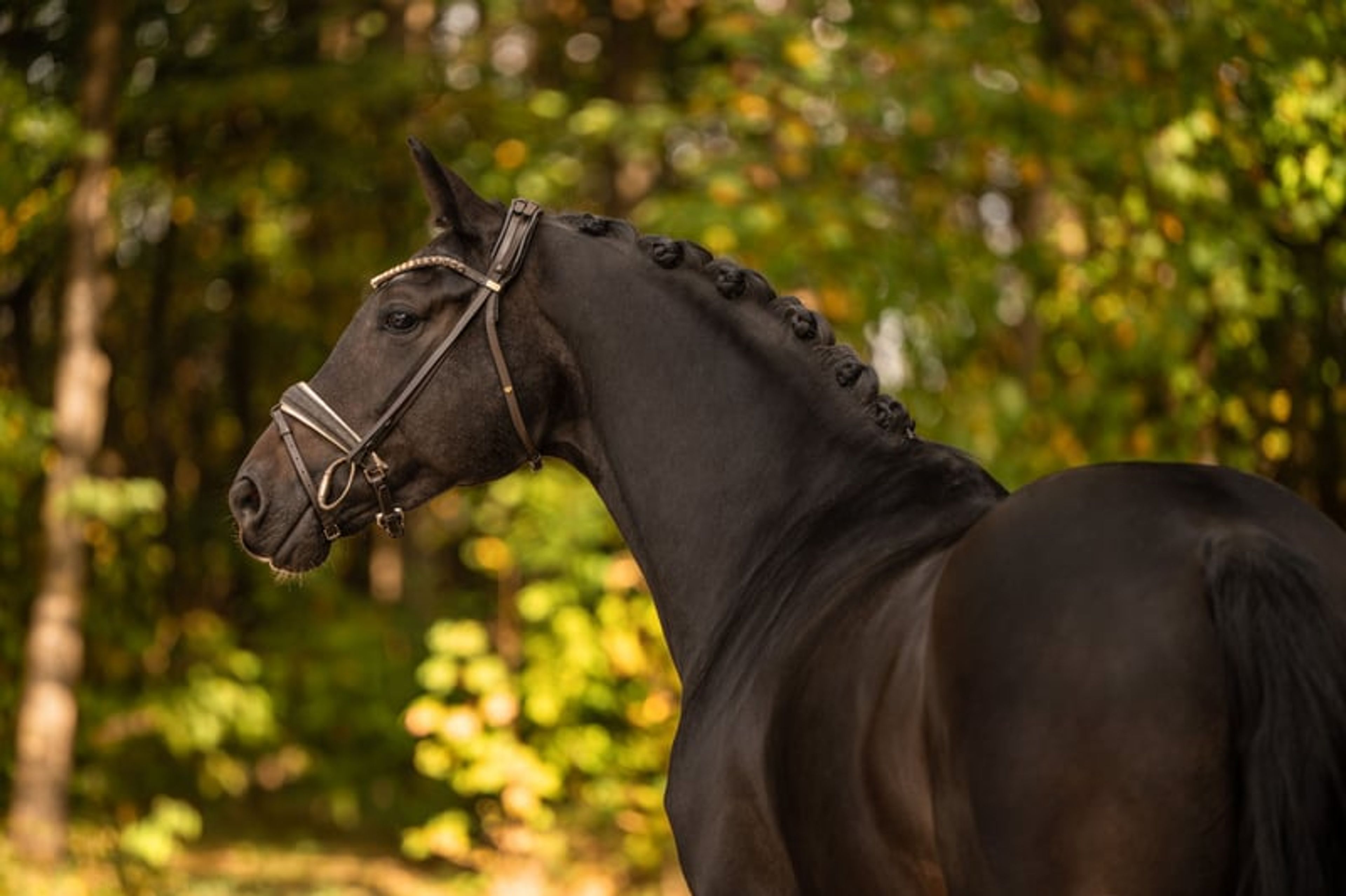 ⚜️A well-behaved dream mare with stallion-like presence and top-quality pedigree⚜️ - Image 4