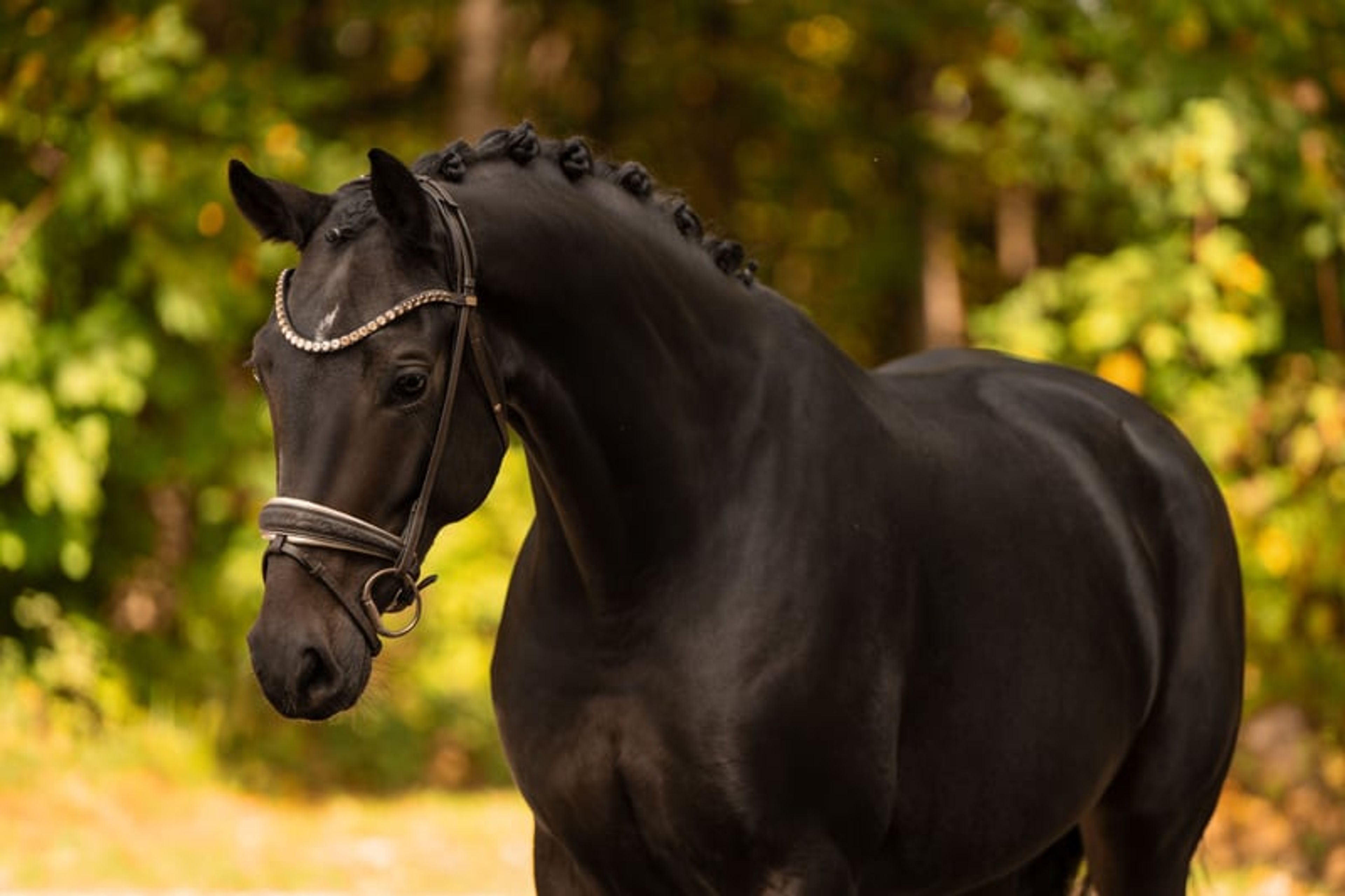 ⚜️A well-behaved dream mare with stallion-like presence and top-quality pedigree⚜️ - Image 5