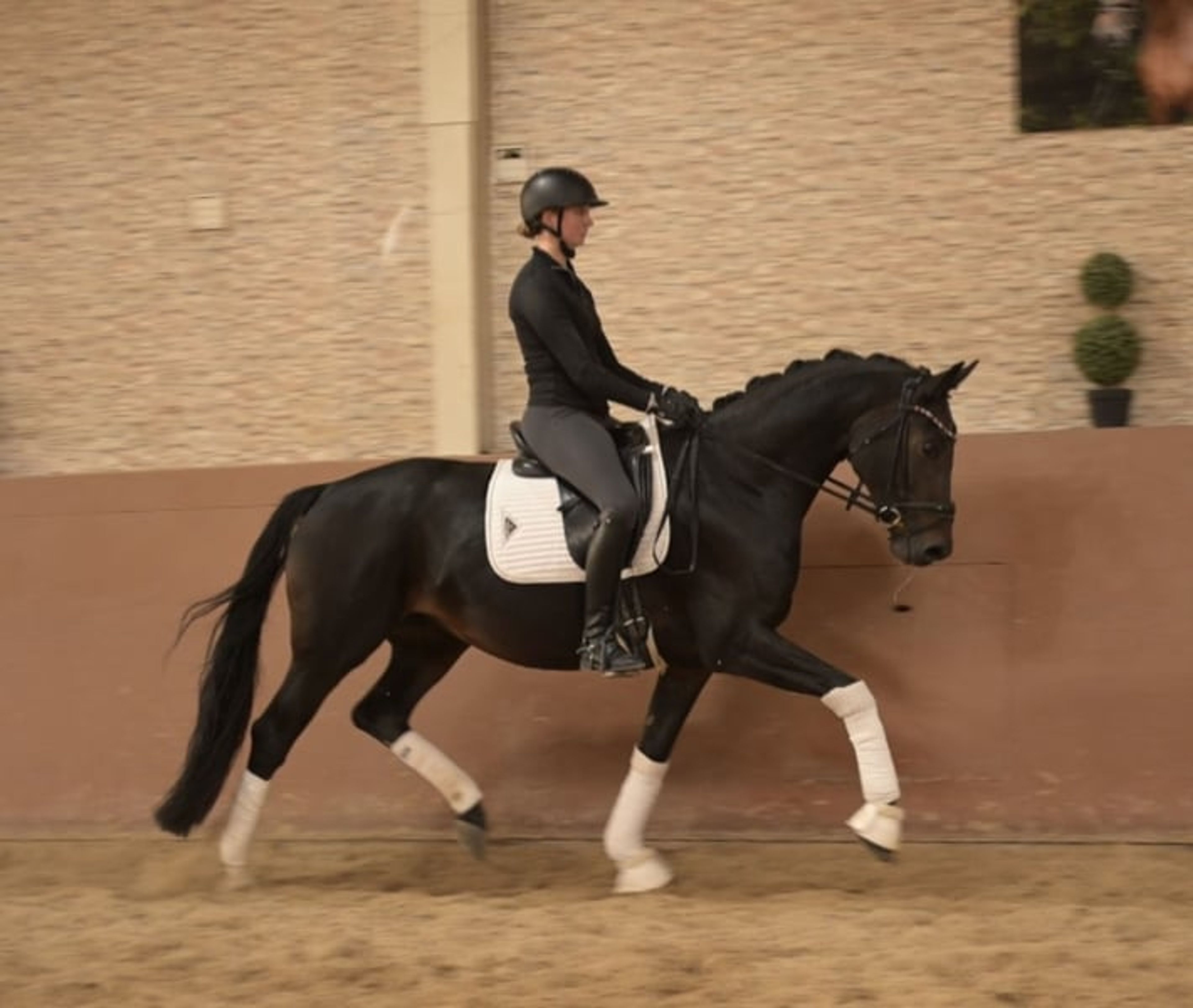 ⚜️A well-behaved dream mare with stallion-like presence and top-quality pedigree⚜️ - Image 6