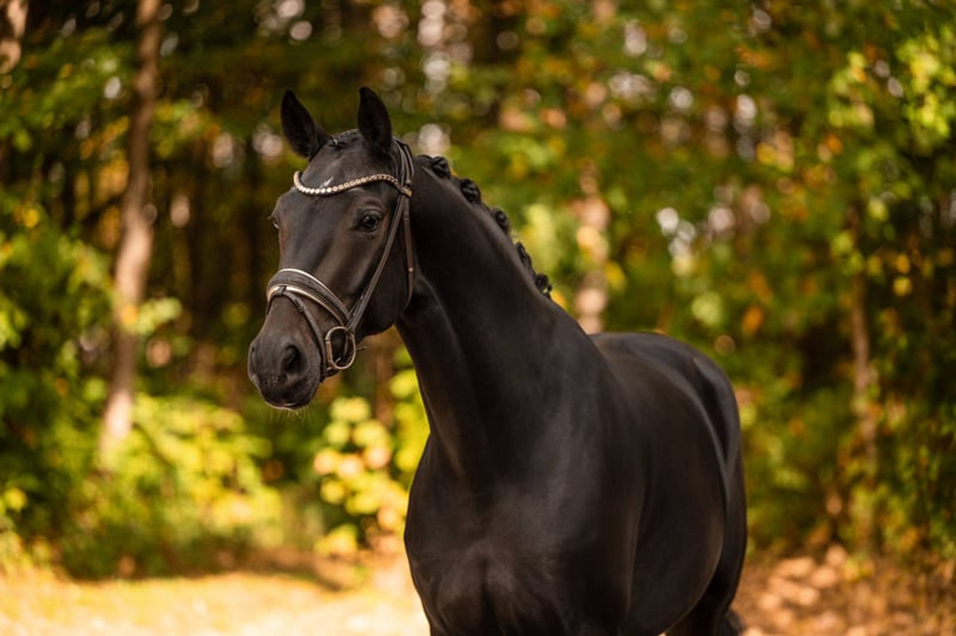 ⚜️A well-behaved dream mare with stallion-like presence and top-quality pedigree⚜️ - Image 7