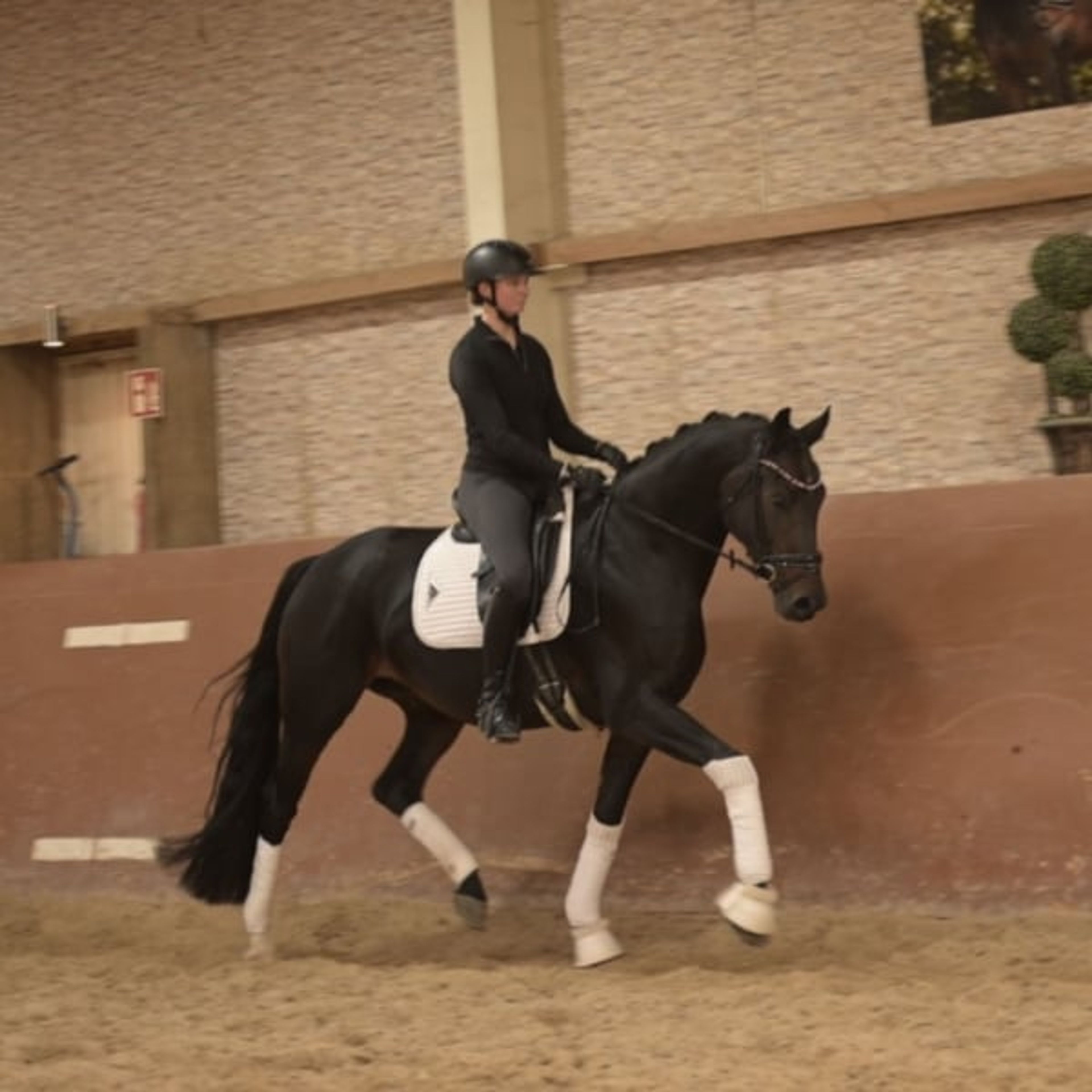 ⚜️A well-behaved dream mare with stallion-like presence and top-quality pedigree⚜️ - Image 8