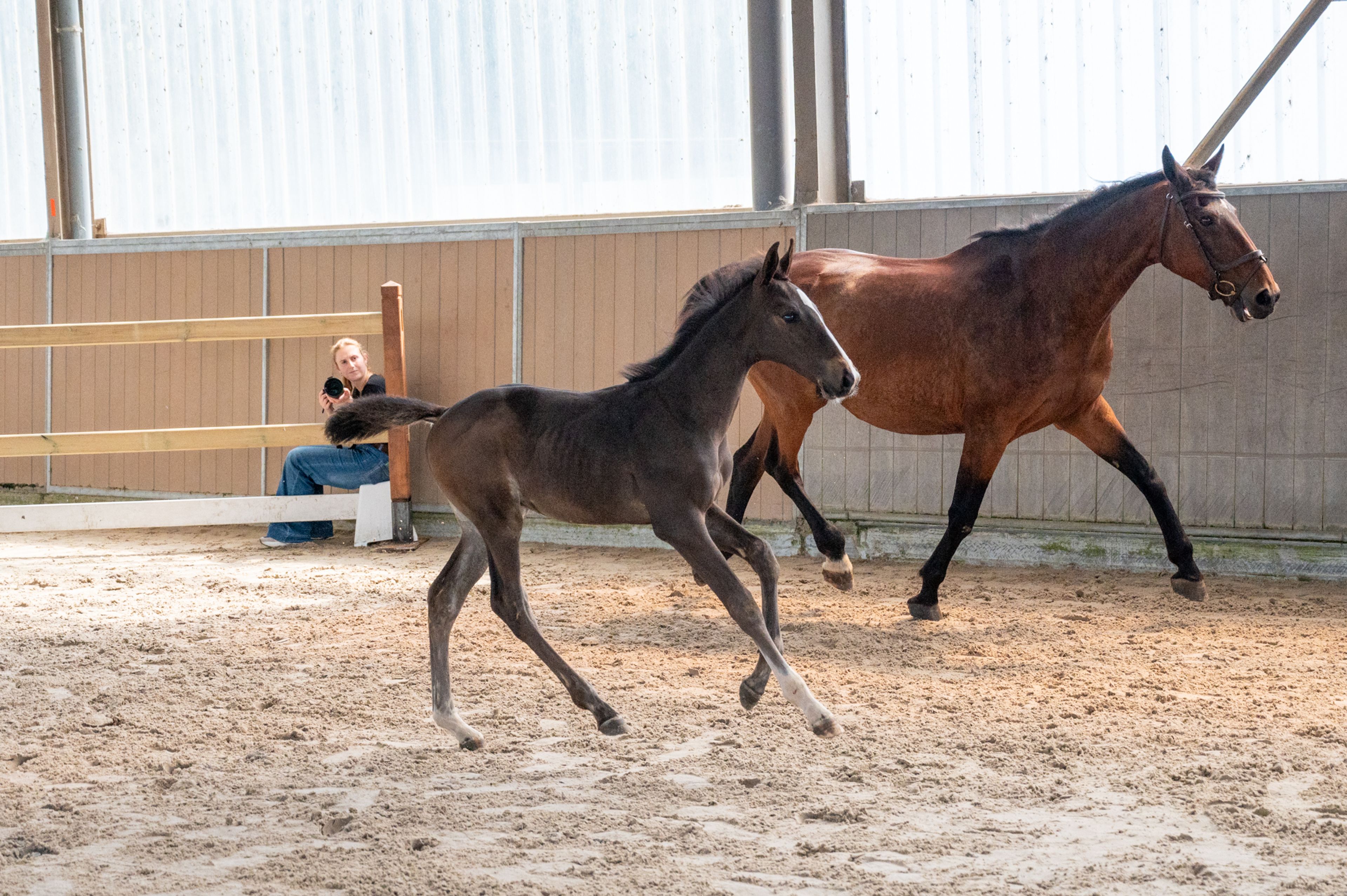 Heartbeat vd Roopoorte Z (HEARTBEAT OF PICOBELLO x CONCORDE) - Image 2