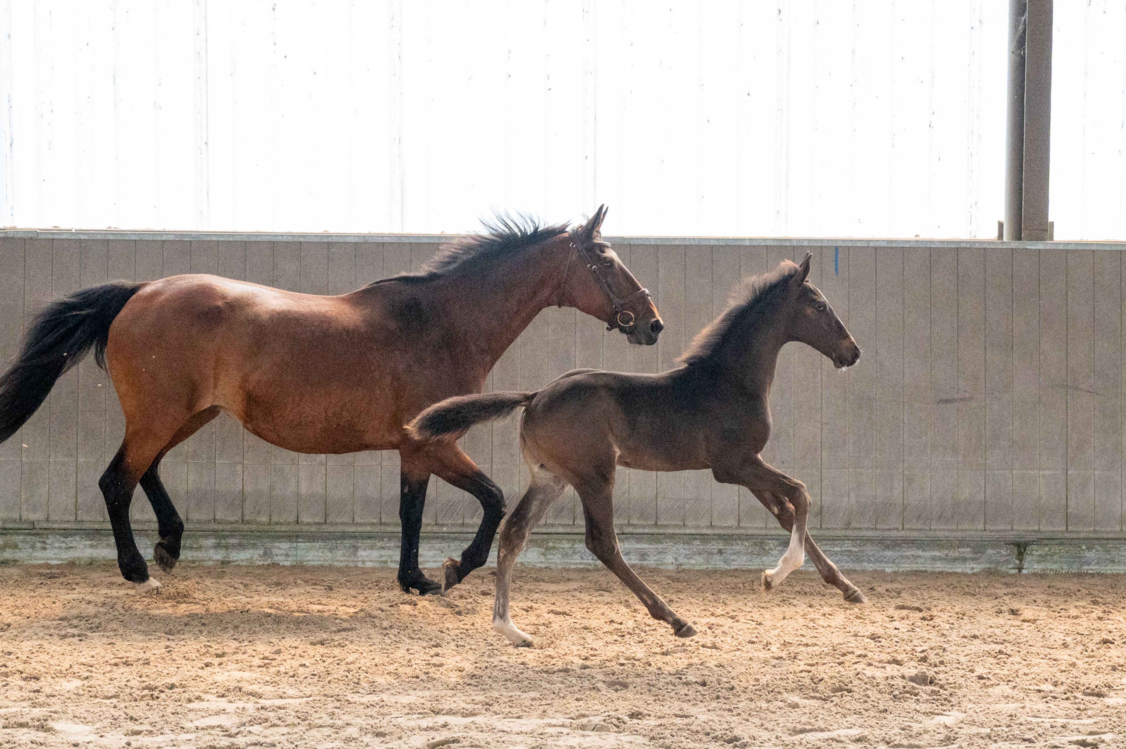 Heartbeat vd Roopoorte Z (HEARTBEAT OF PICOBELLO x CONCORDE) - Image 3