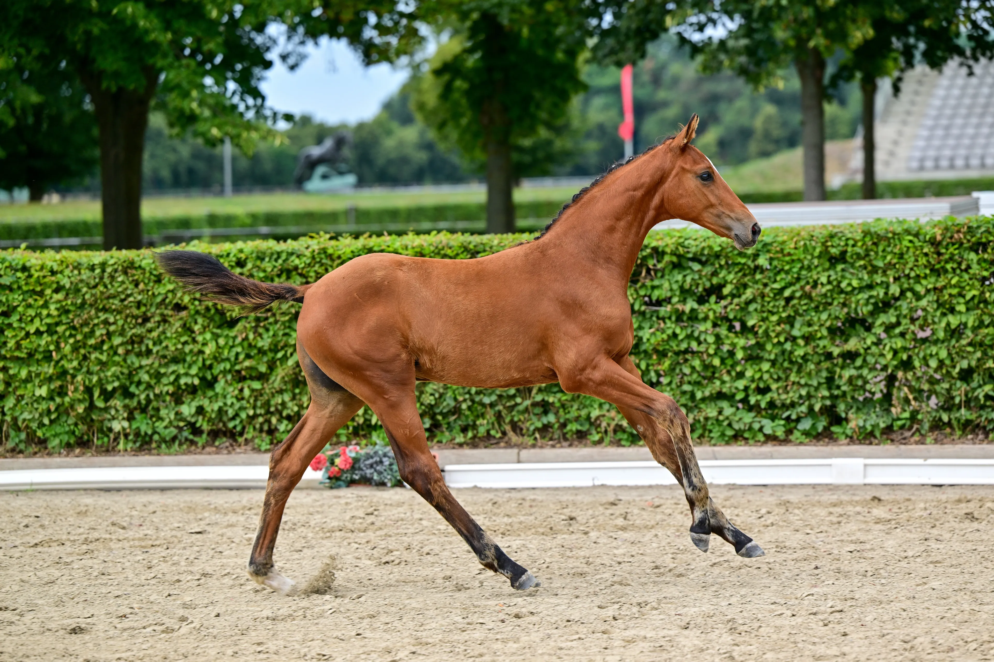 Caelirose (COEUR ROUGE x PILOT'S LETZTER) - Image 1