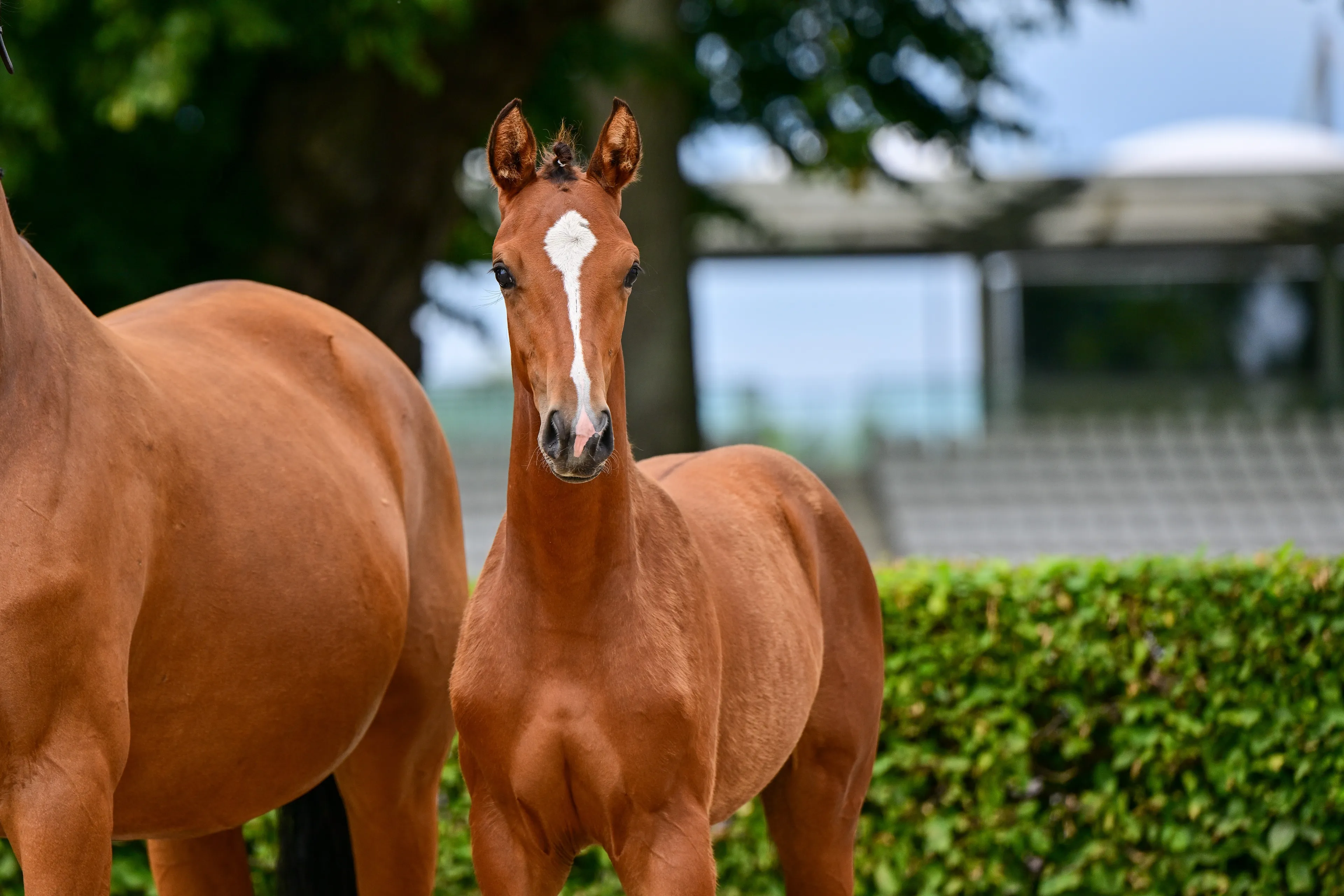 Caelirose (COEUR ROUGE x PILOT'S LETZTER) - Image 2