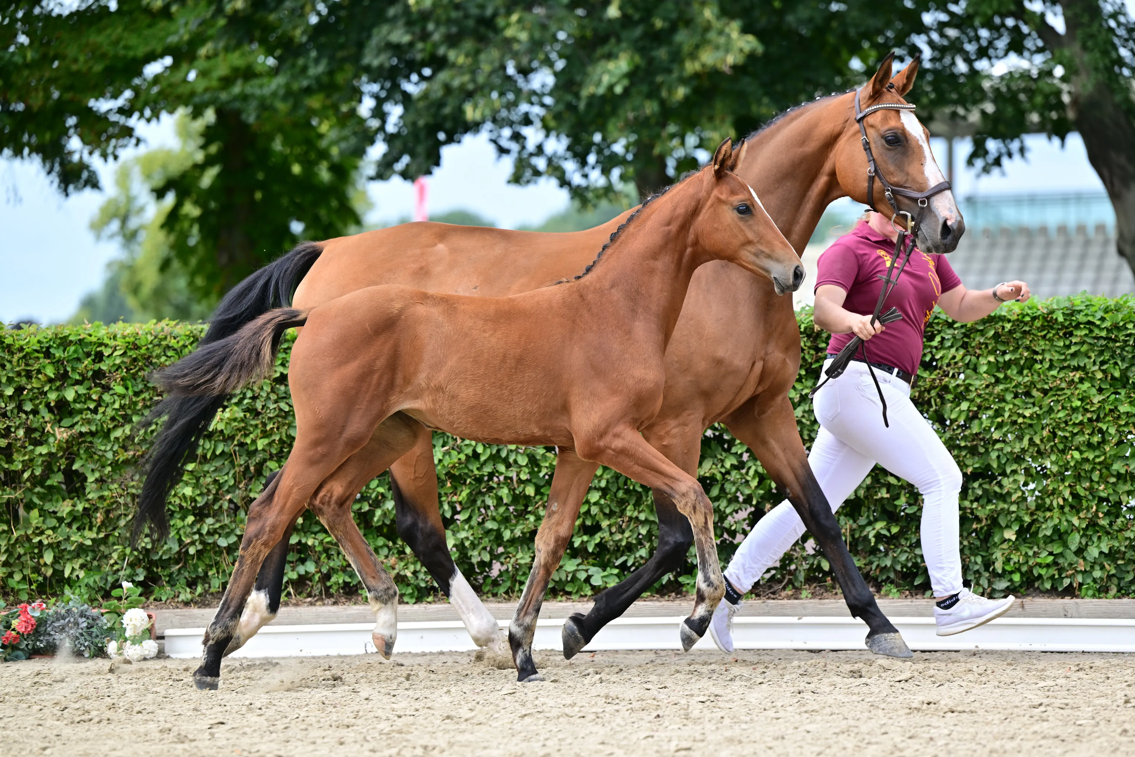 Caelirose (COEUR ROUGE x PILOT'S LETZTER) - Image 3