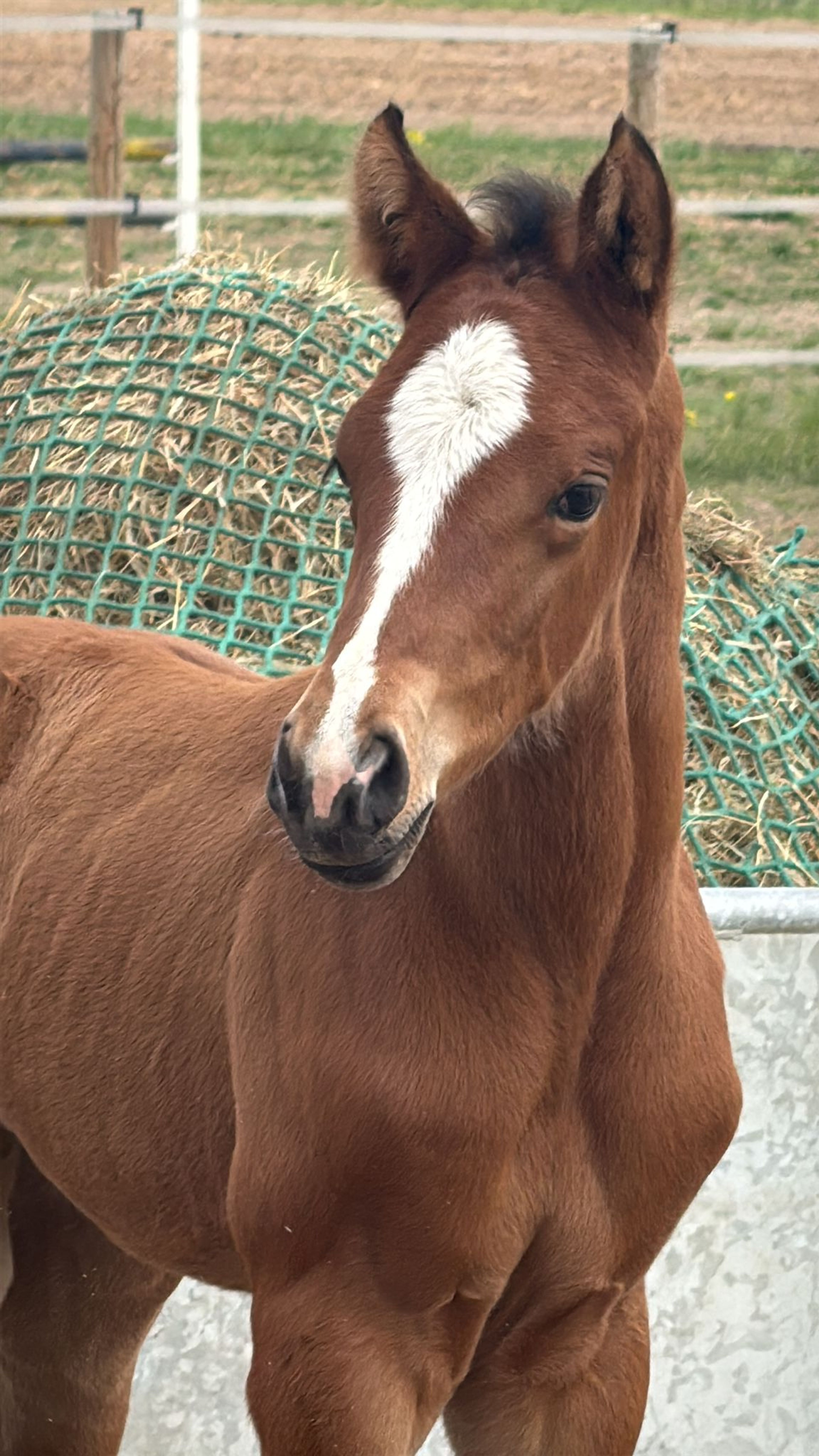Caelirose (COEUR ROUGE x PILOT'S LETZTER) - Image 4