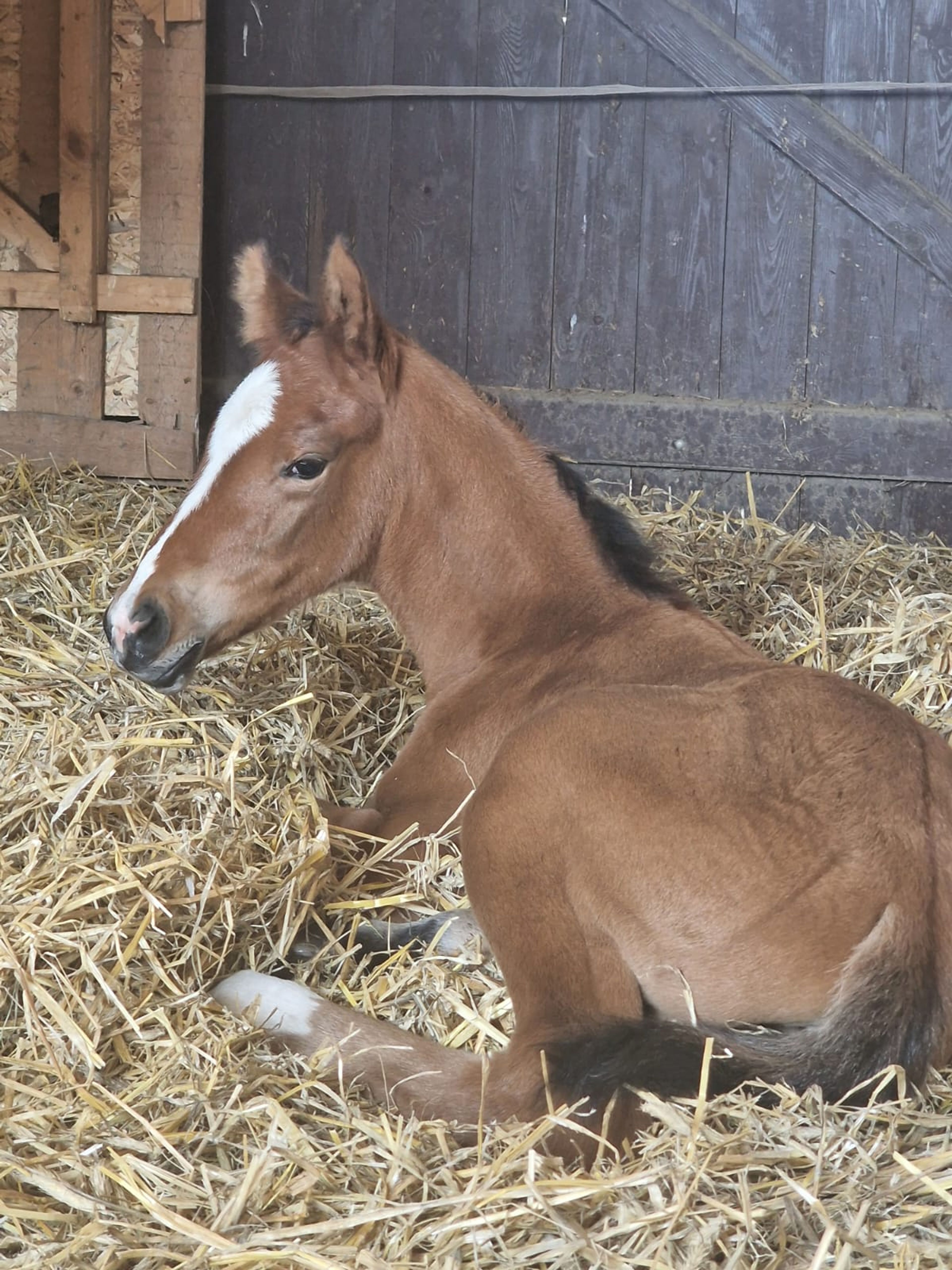 Caelirose (COEUR ROUGE x PILOT'S LETZTER) - Image 5