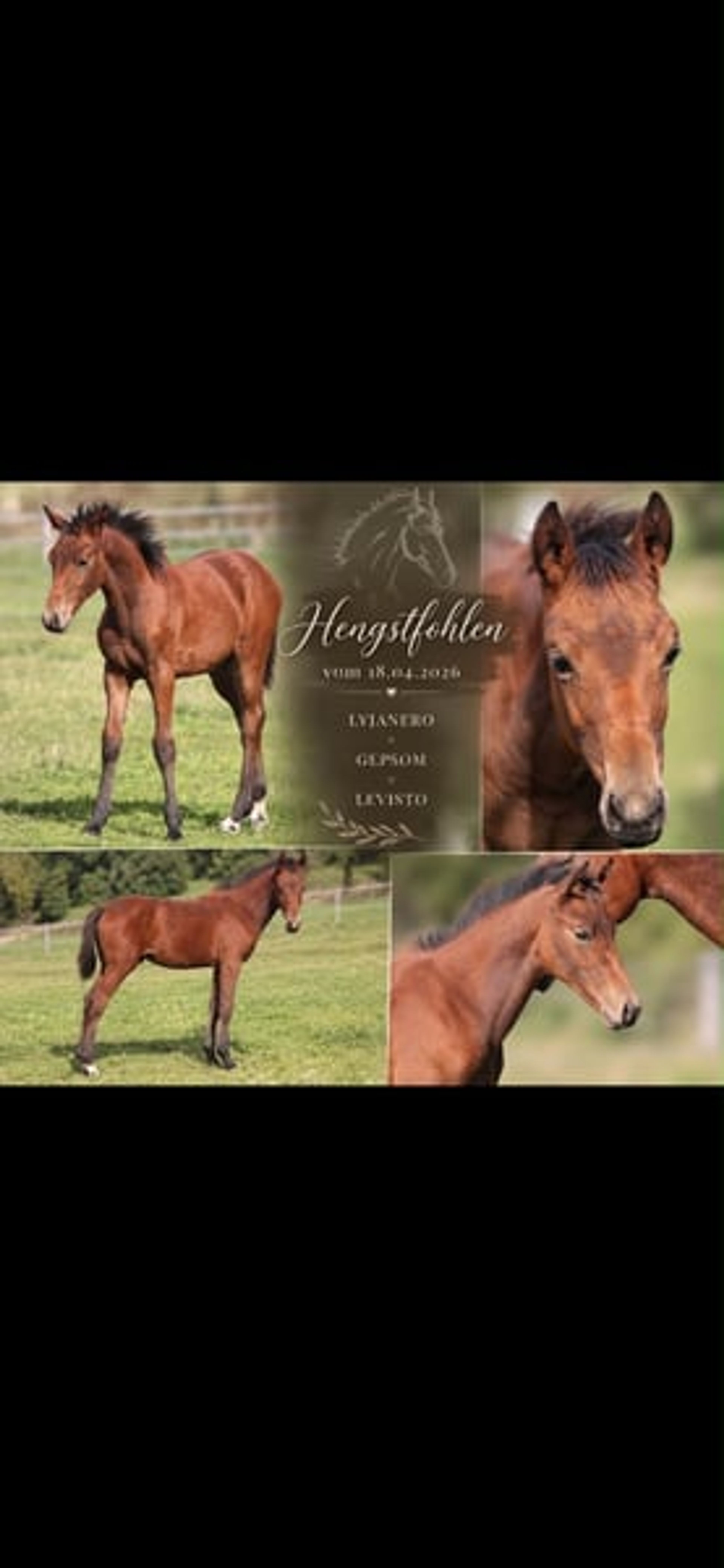 Colt from a highly successful dam line